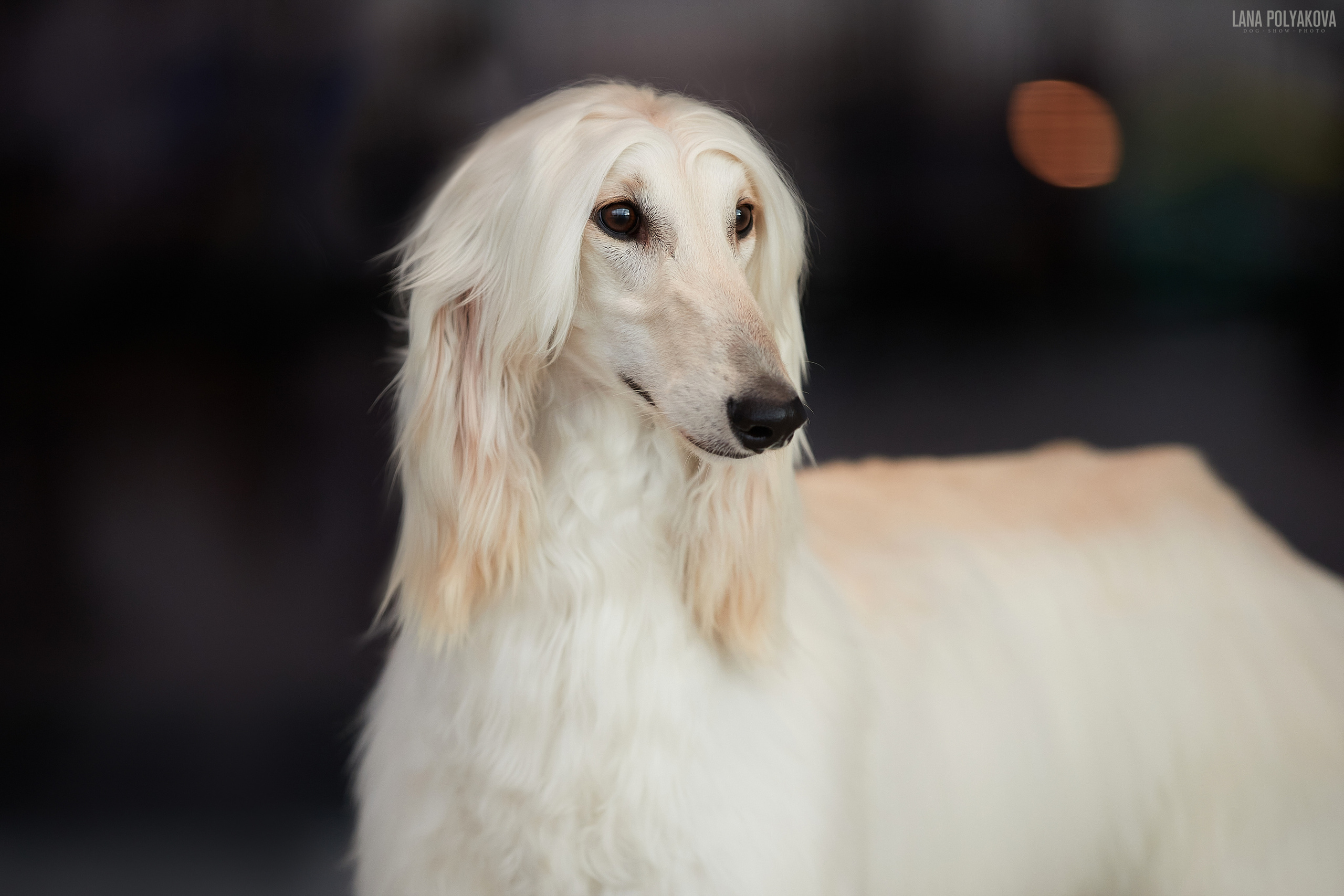 Афганская борзая