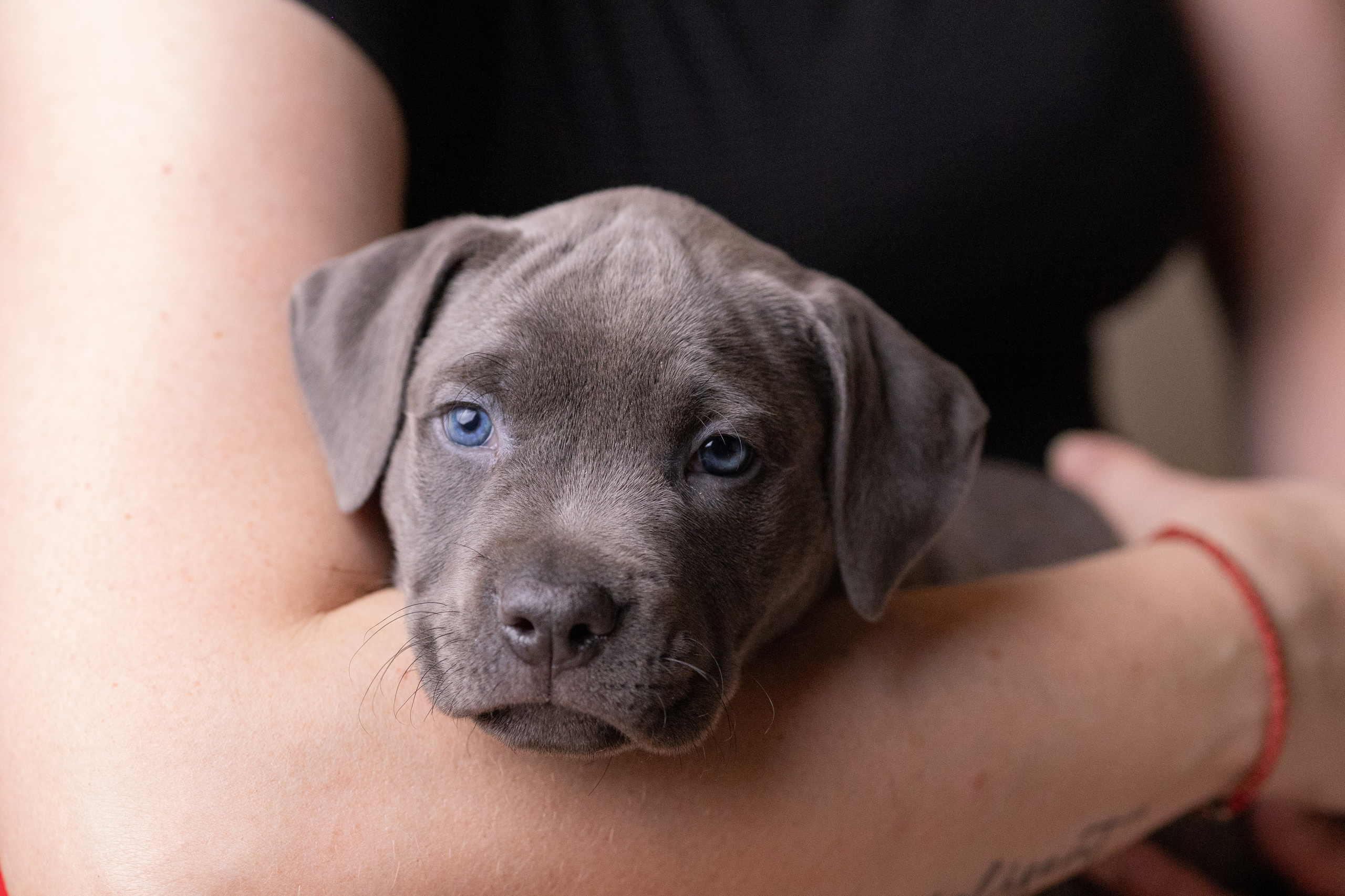 Щенки. Фотограф Яна Матвеева в Ижевске
