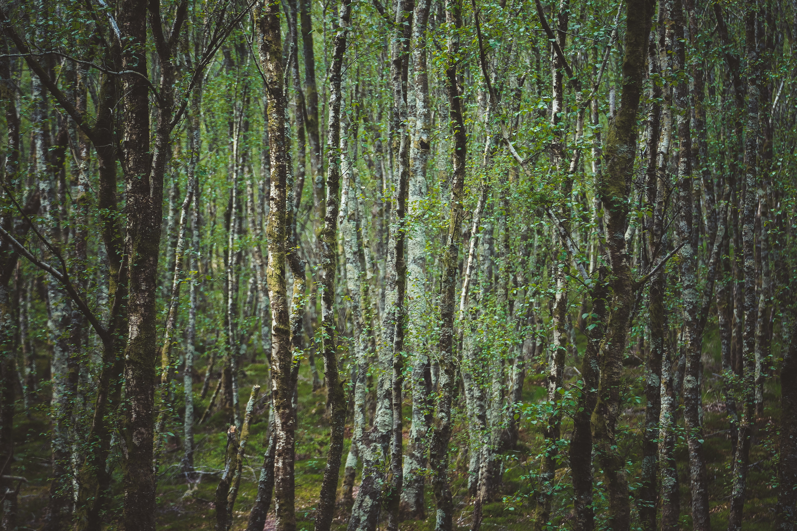Ирландия: Горы Уиклоу. Дарья Письменюк / Darya Leitstern — фотограф, музыкант, журналист, путешественник