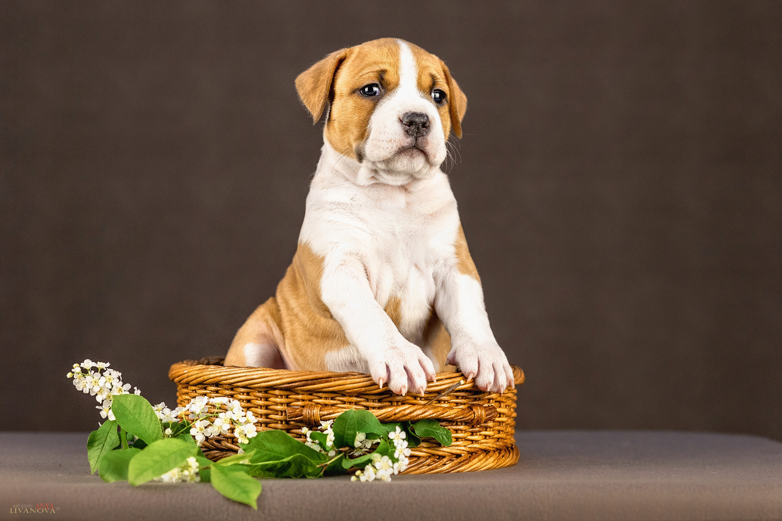 Стаффики. Фотограф анималист Аня Ливанова | Рыбинск