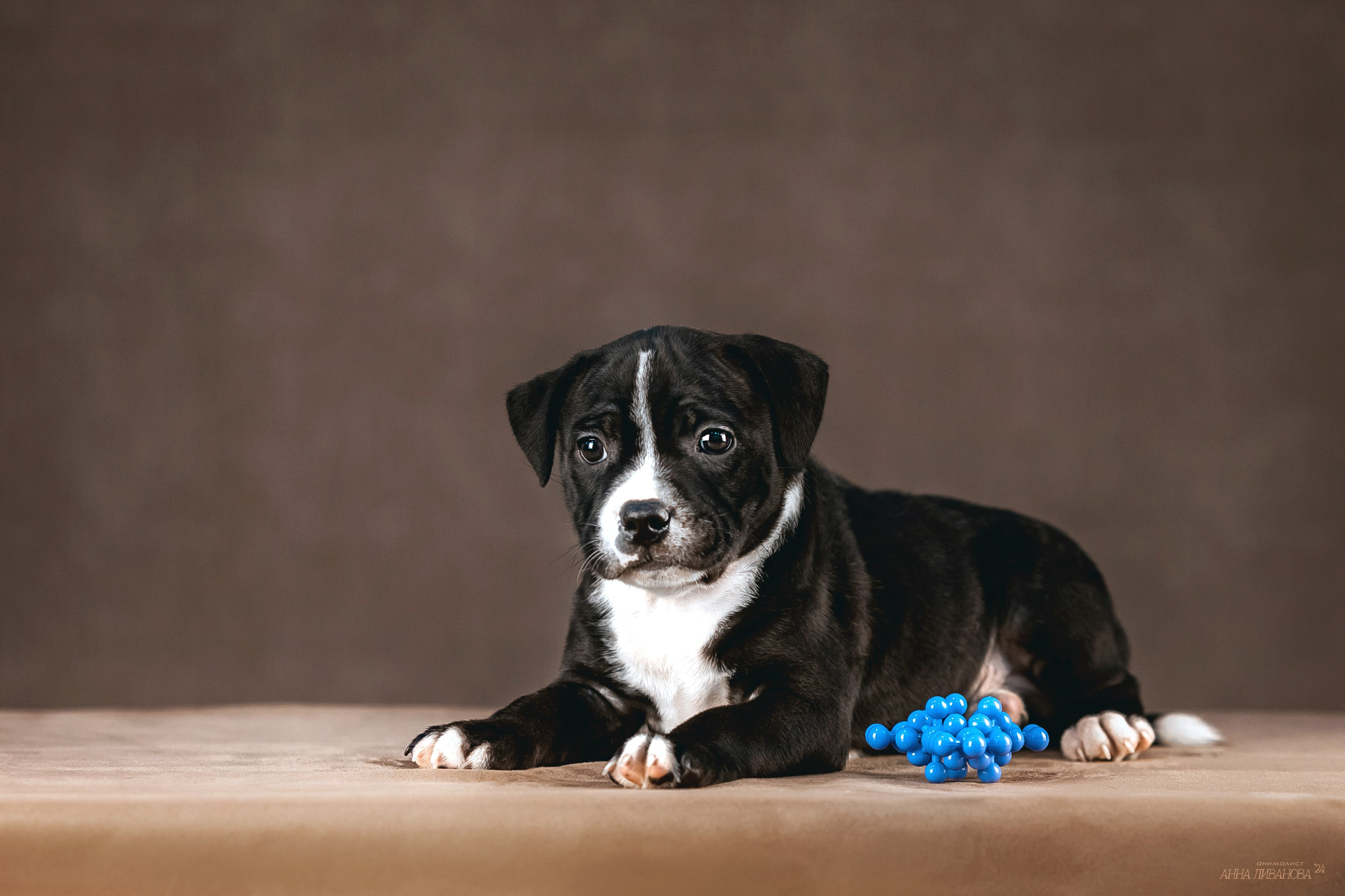 Стаффи. Фотограф анималист Аня Ливанова | Рыбинск