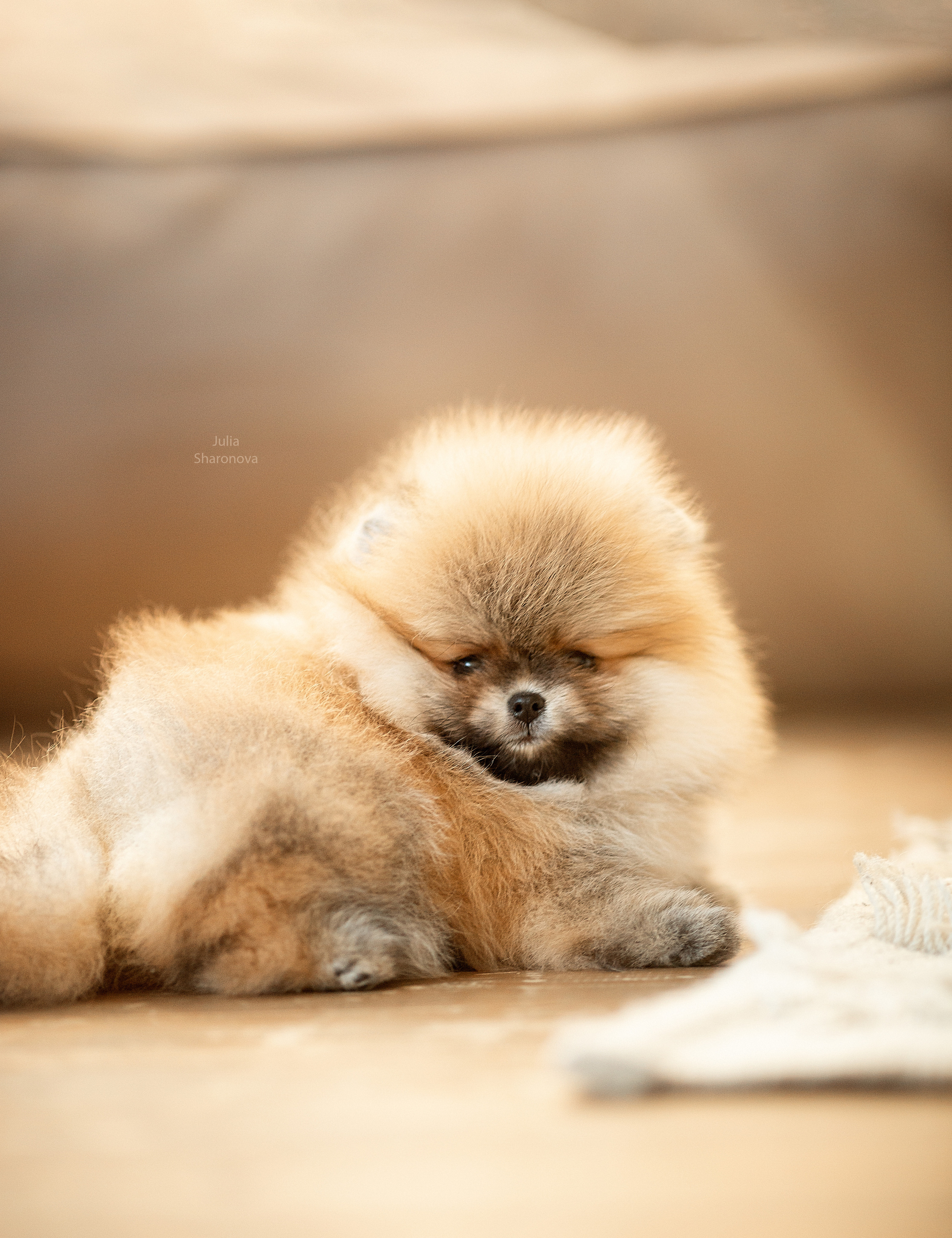 Юлия Шаронова — профессиональный фотограф анималист