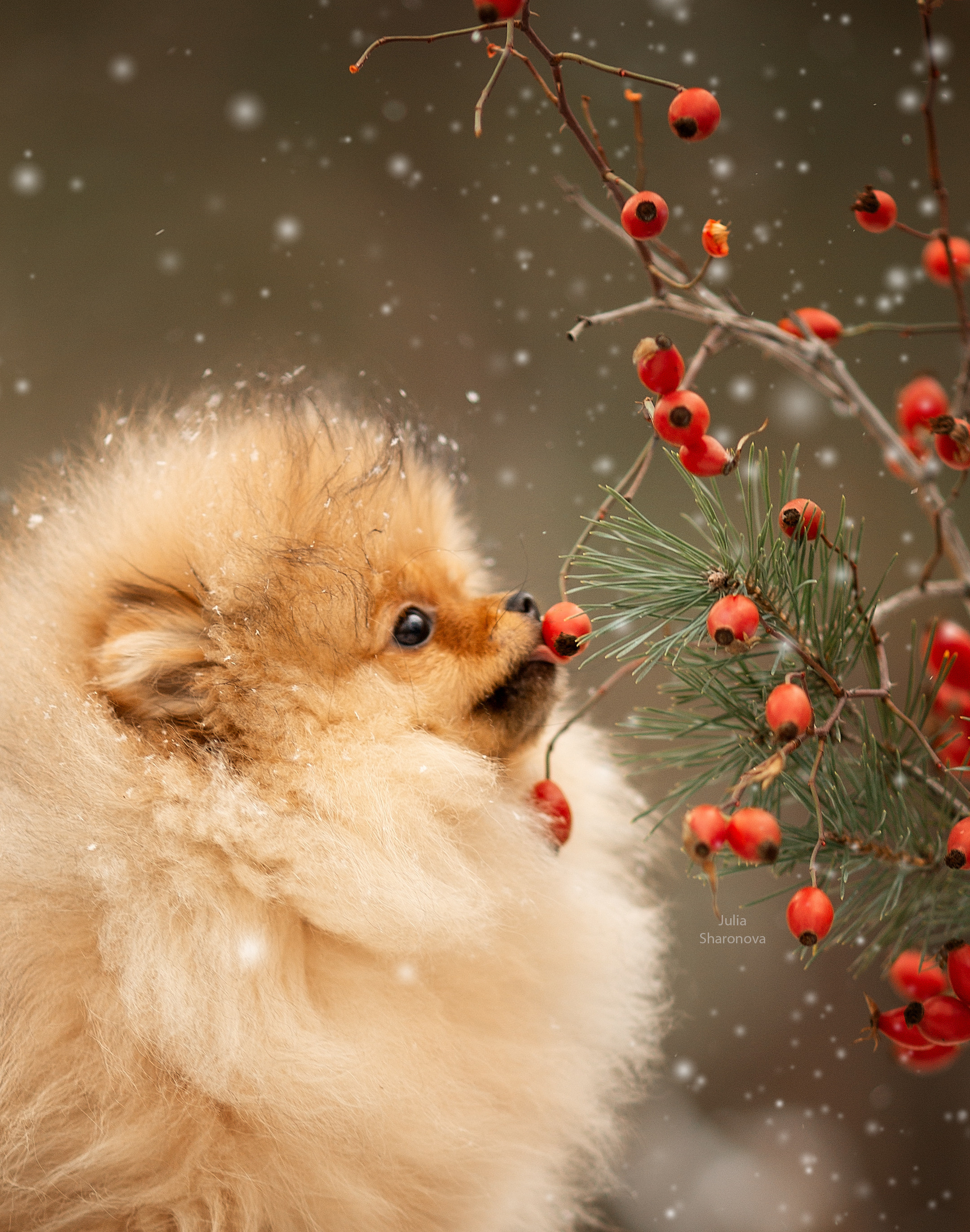 Мои работы. Юлия Шаронова — профессиональный фотограф анималист