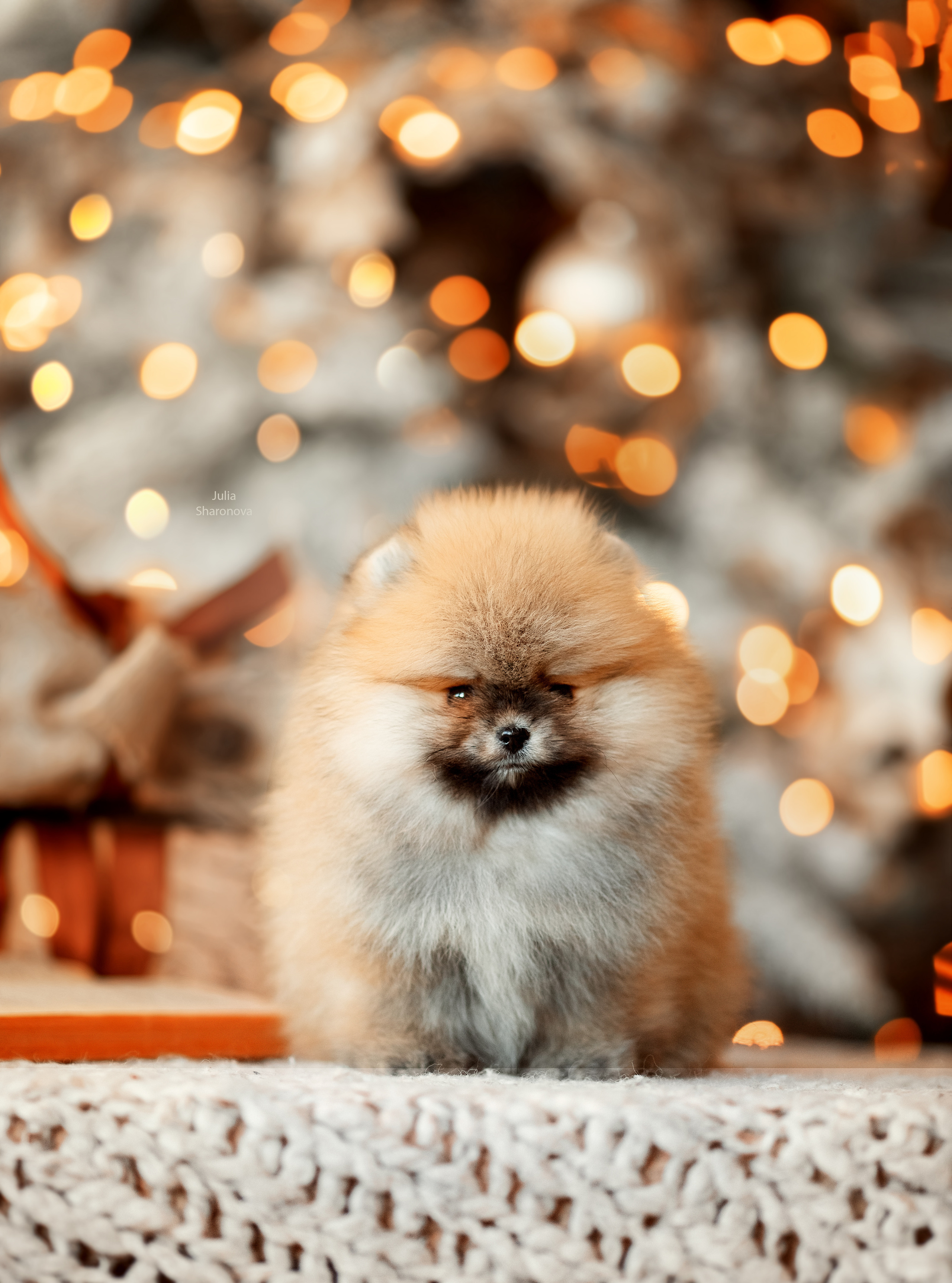 Мои работы. Юлия Шаронова — профессиональный фотограф анималист