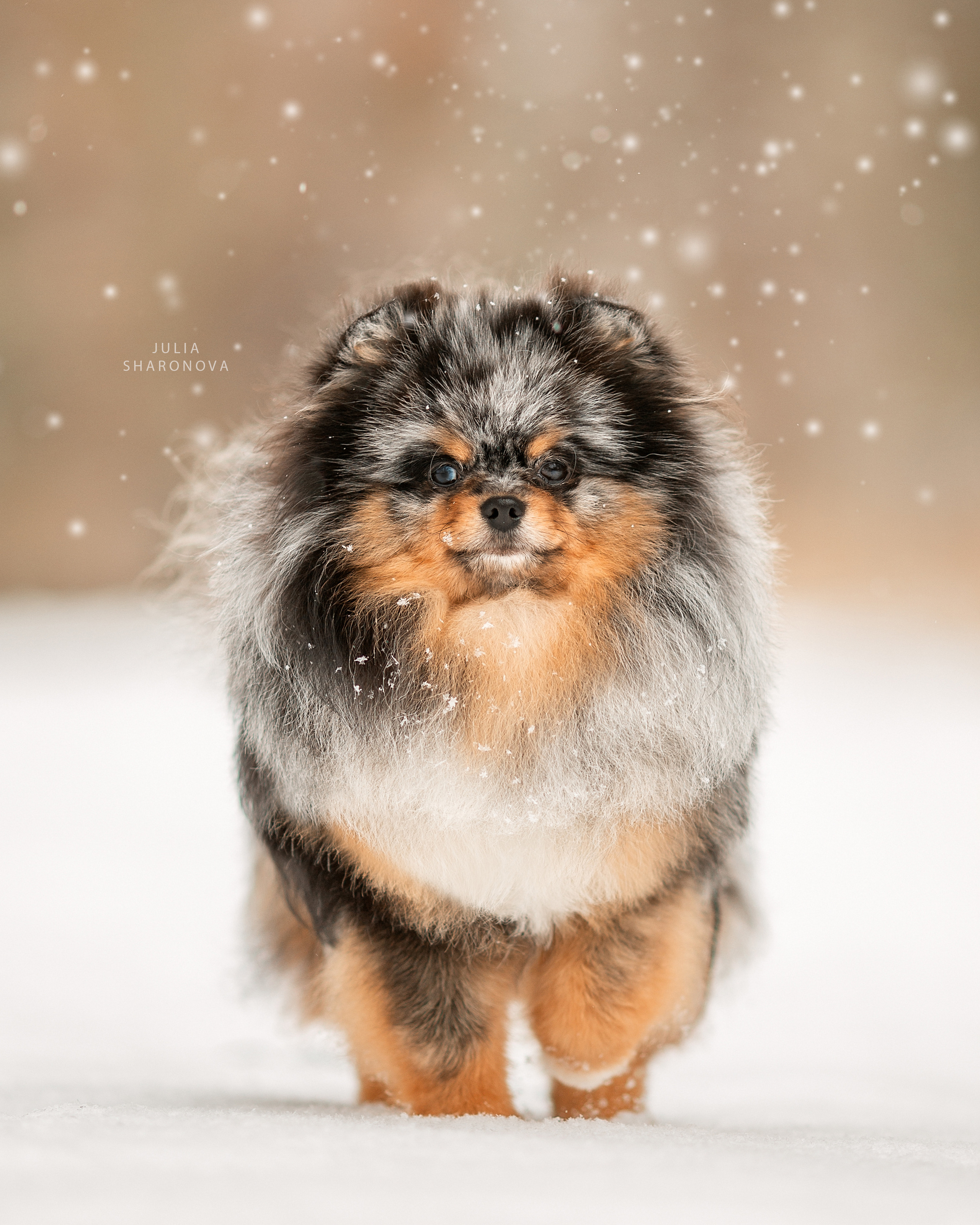 Услуги. Юлия Шаронова — профессиональный фотограф анималист