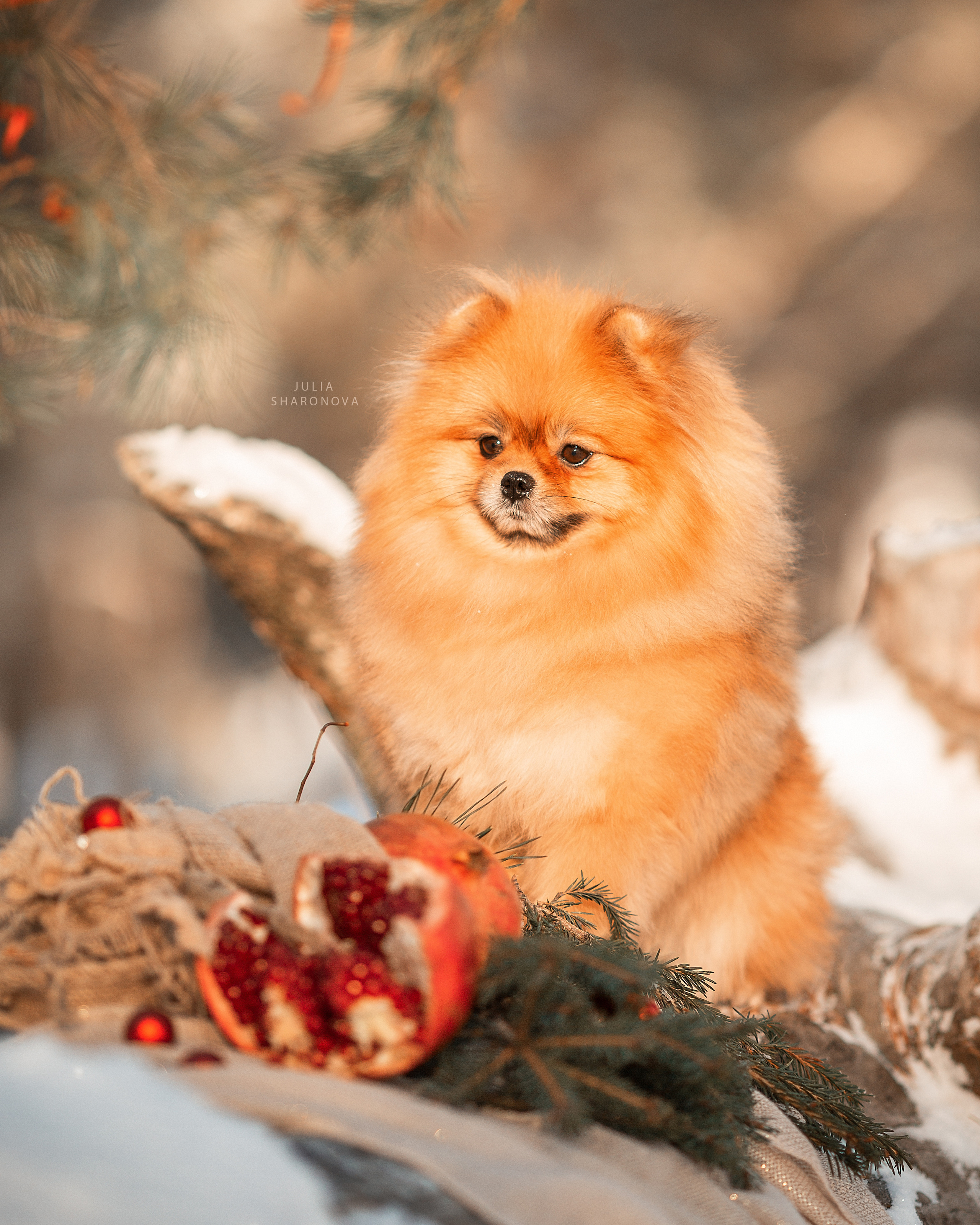 Юлия Шаронова — профессиональный фотограф анималист