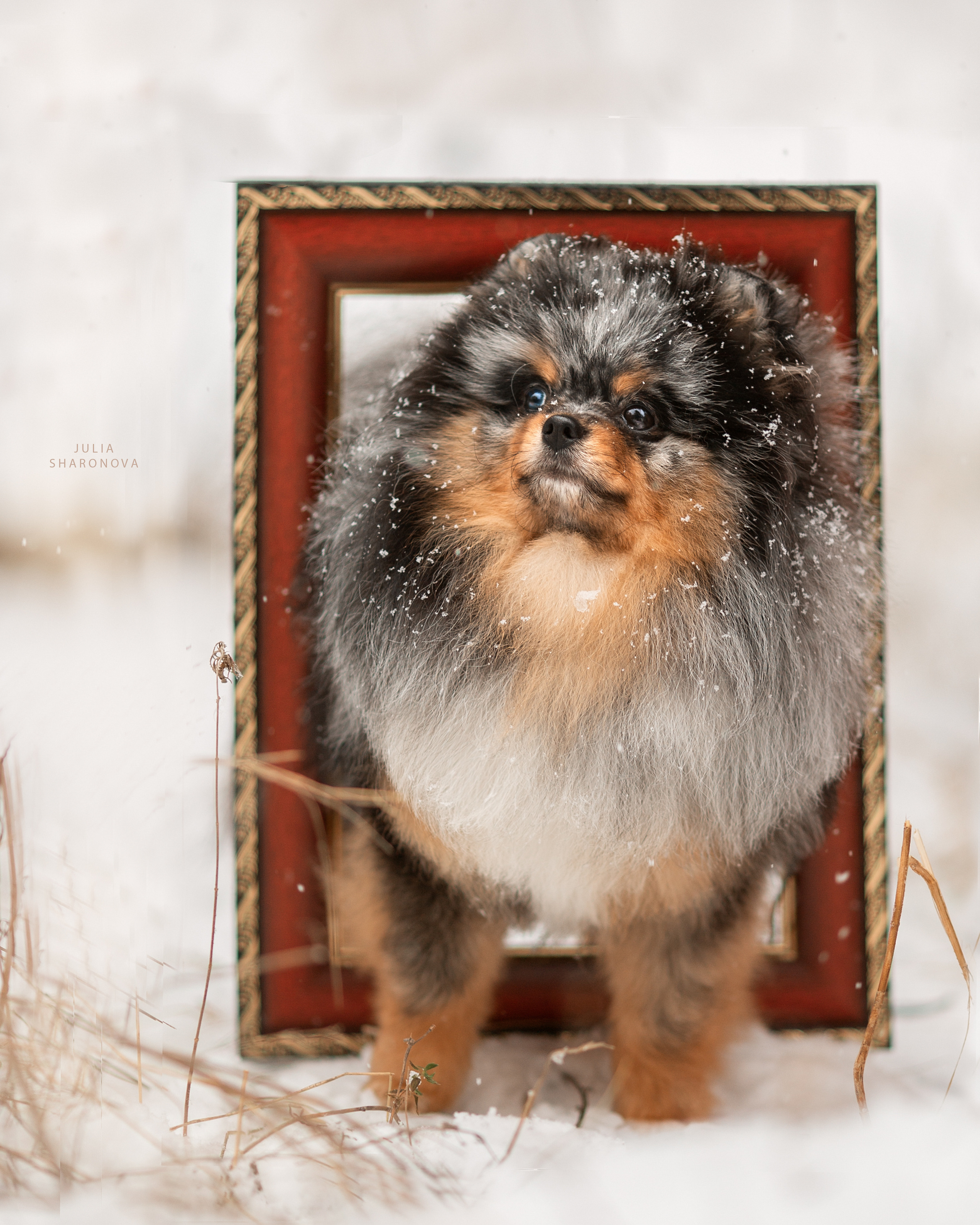 Мои работы. Юлия Шаронова — профессиональный фотограф анималист