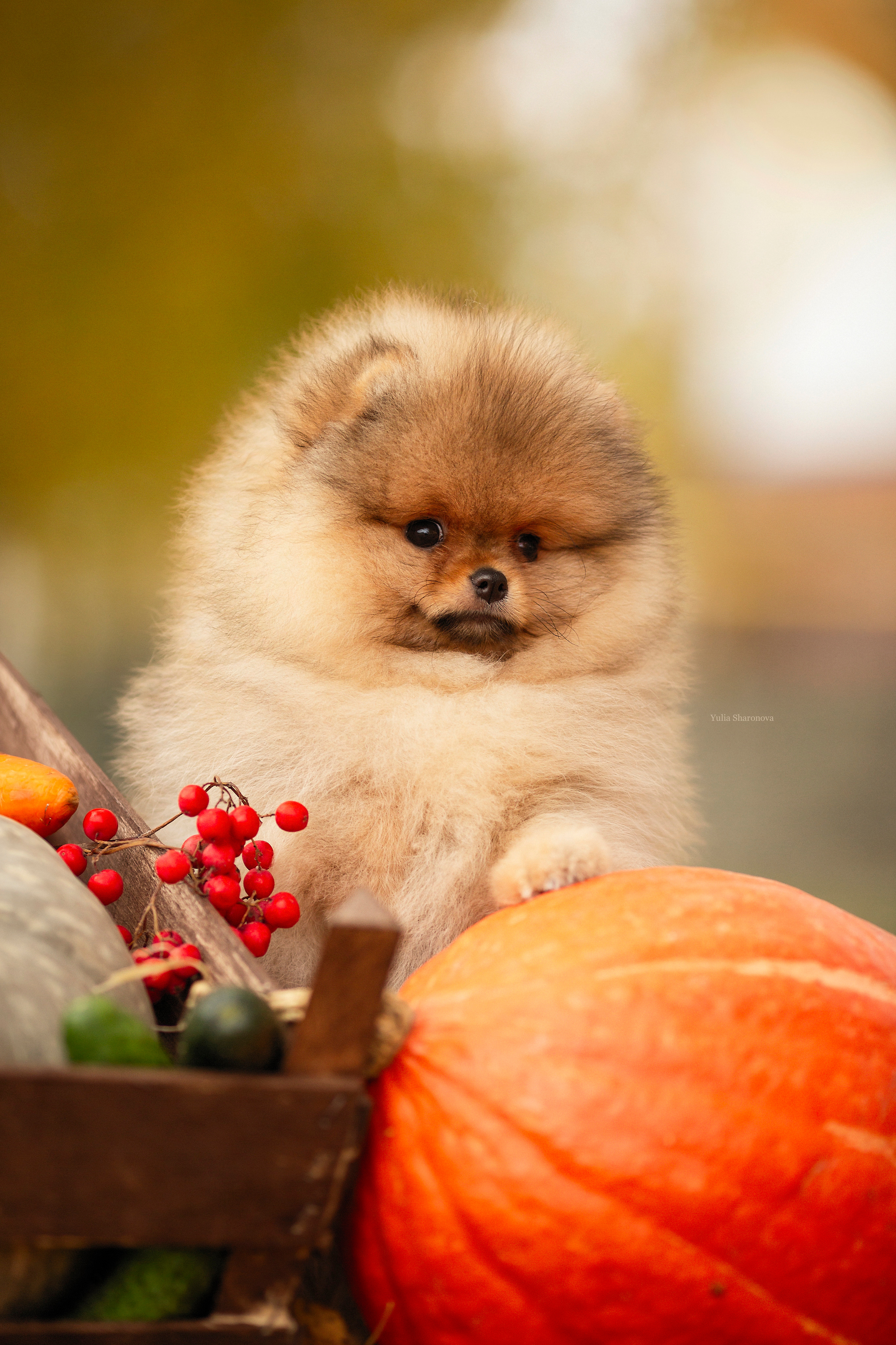 Юлия Шаронова — профессиональный фотограф анималист