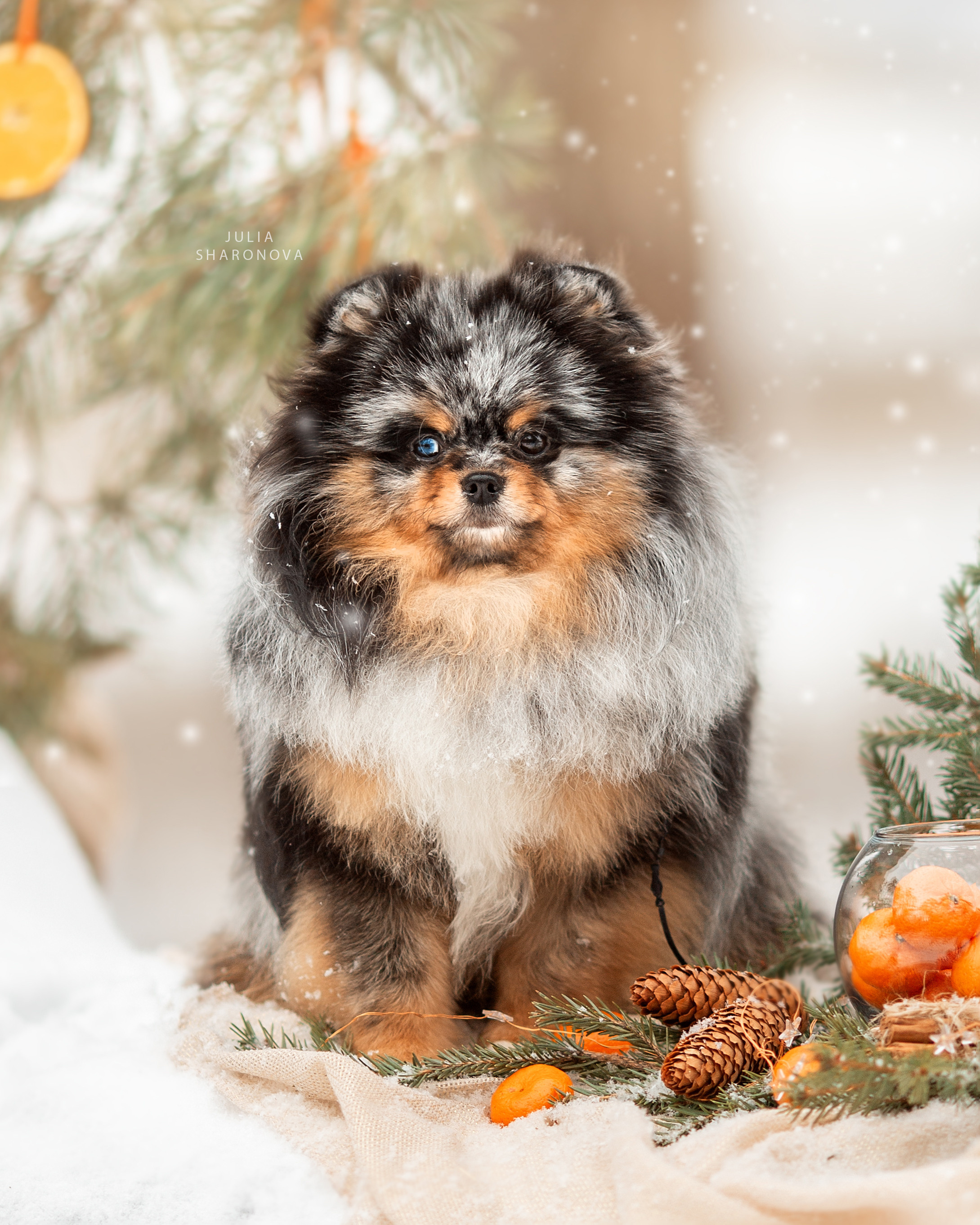 Услуги. Юлия Шаронова — профессиональный фотограф анималист