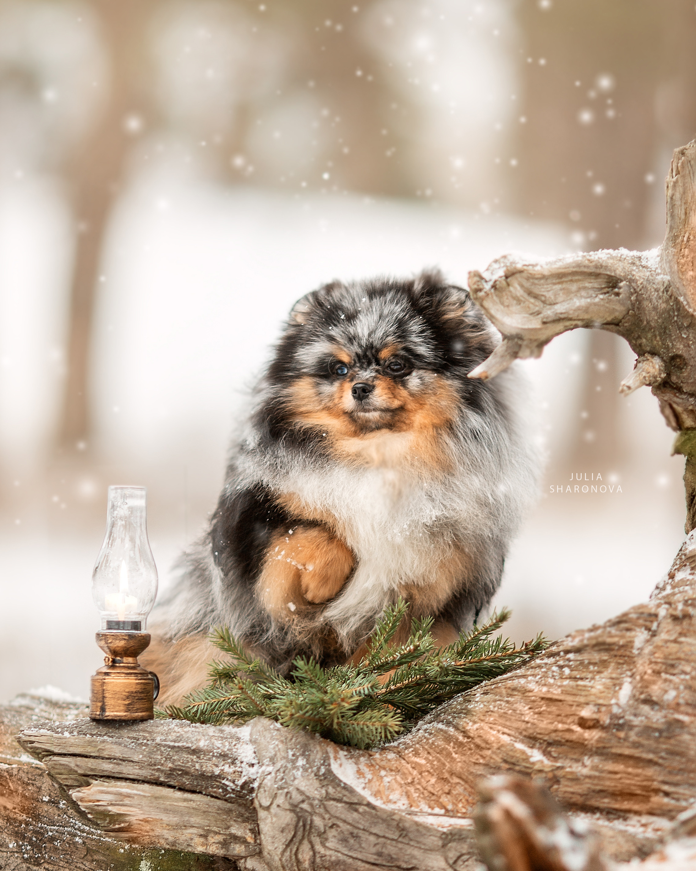 Юлия Шаронова — профессиональный фотограф анималист