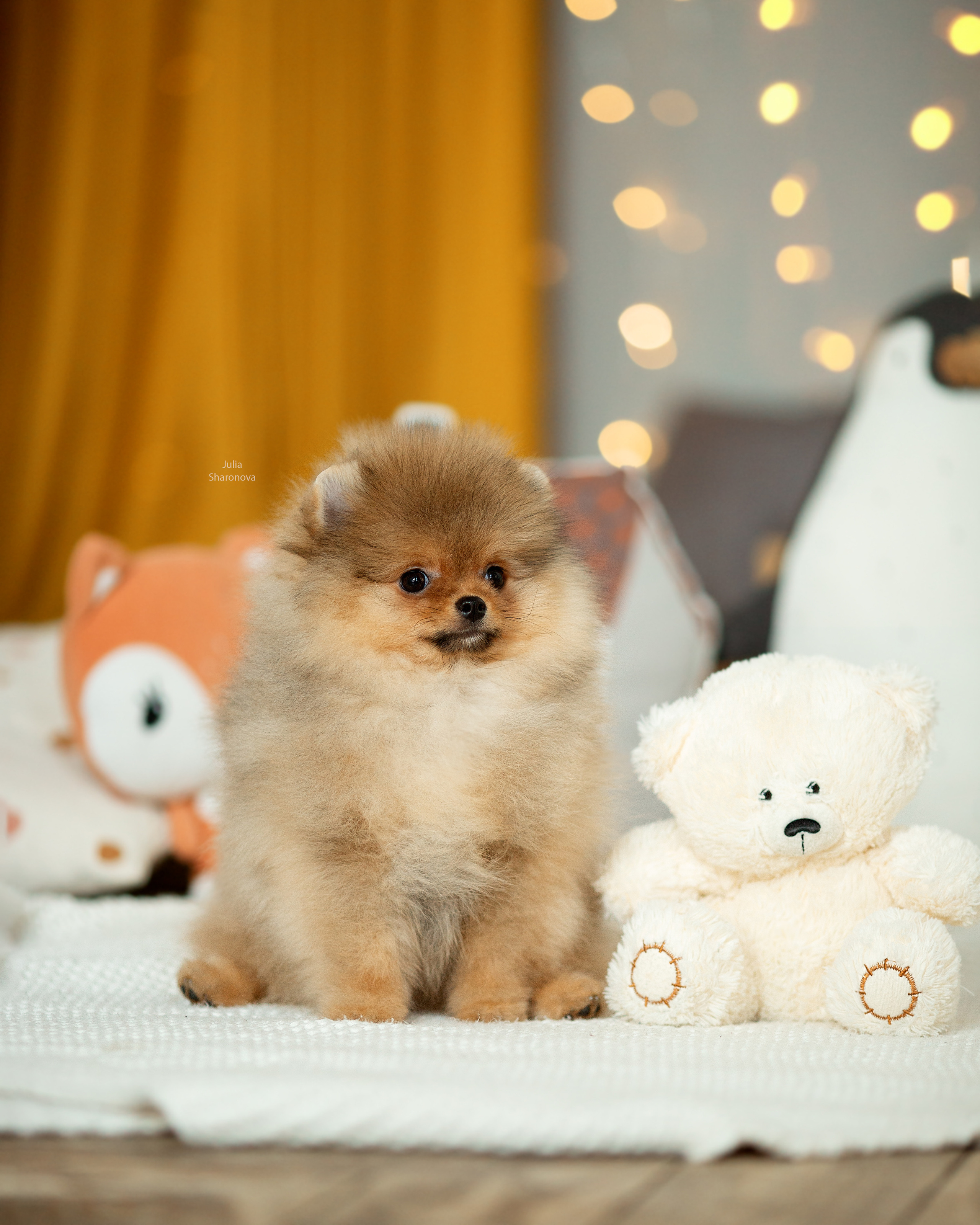 Мои работы. Юлия Шаронова — профессиональный фотограф анималист