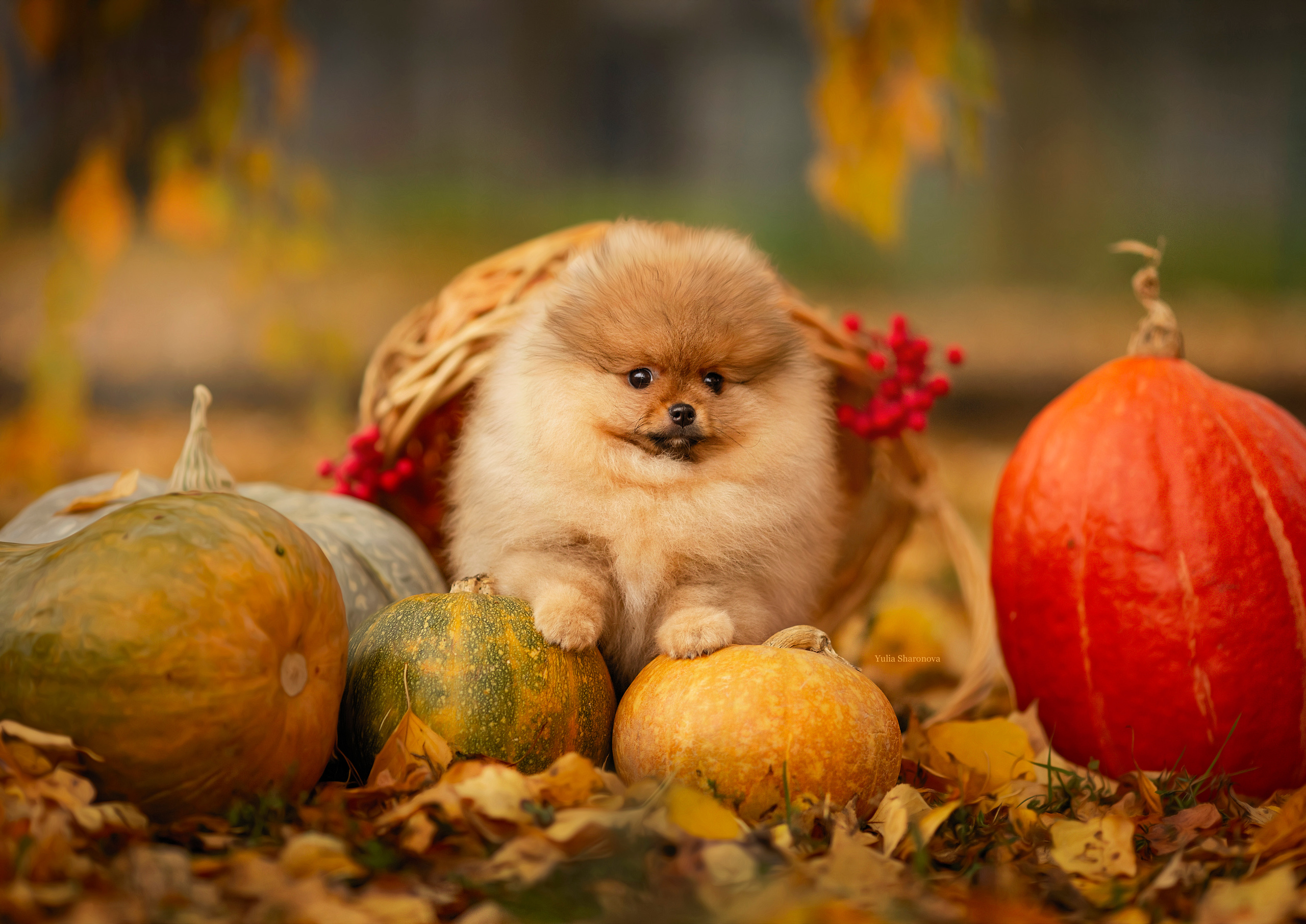 Юлия Шаронова — профессиональный фотограф анималист