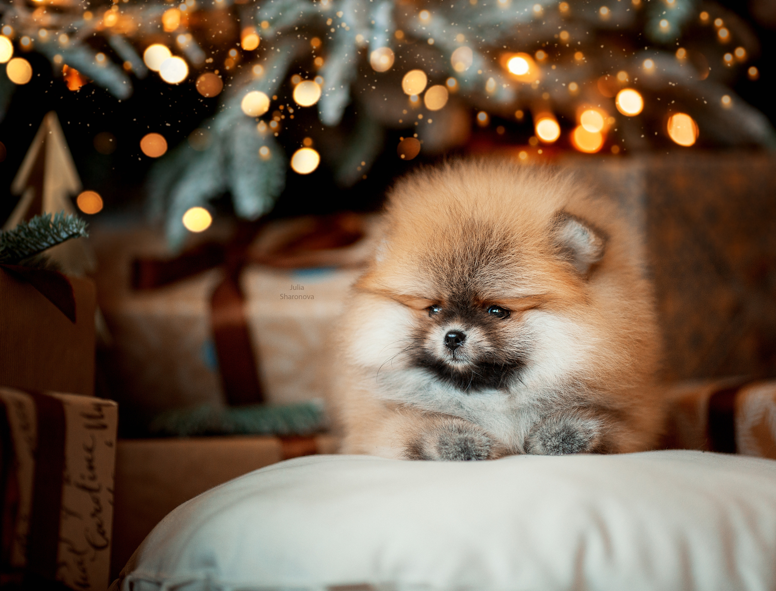 Мои работы. Юлия Шаронова — профессиональный фотограф анималист