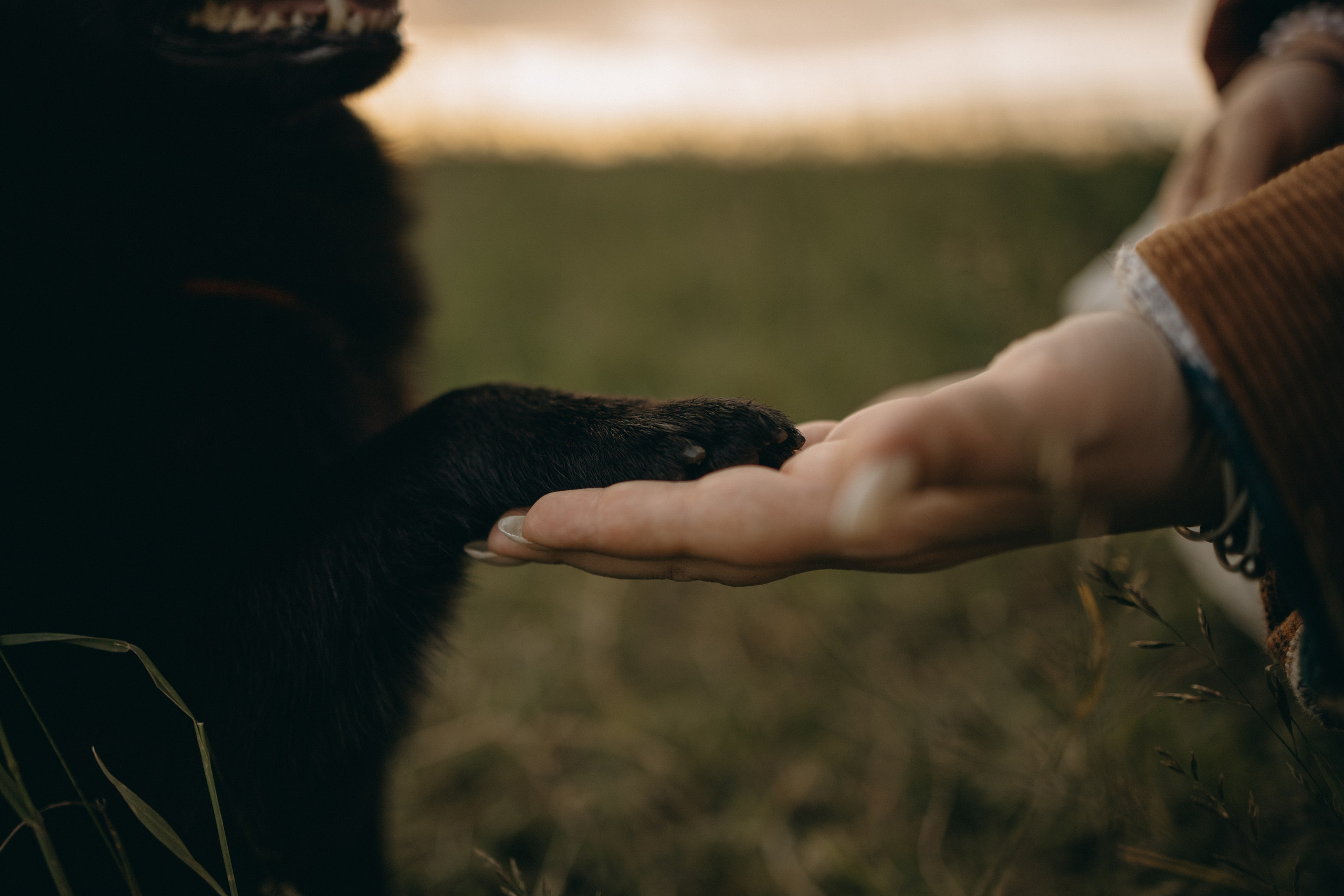 Анна и Максимус. Фотограф — Анималист | Санкт-Петербург