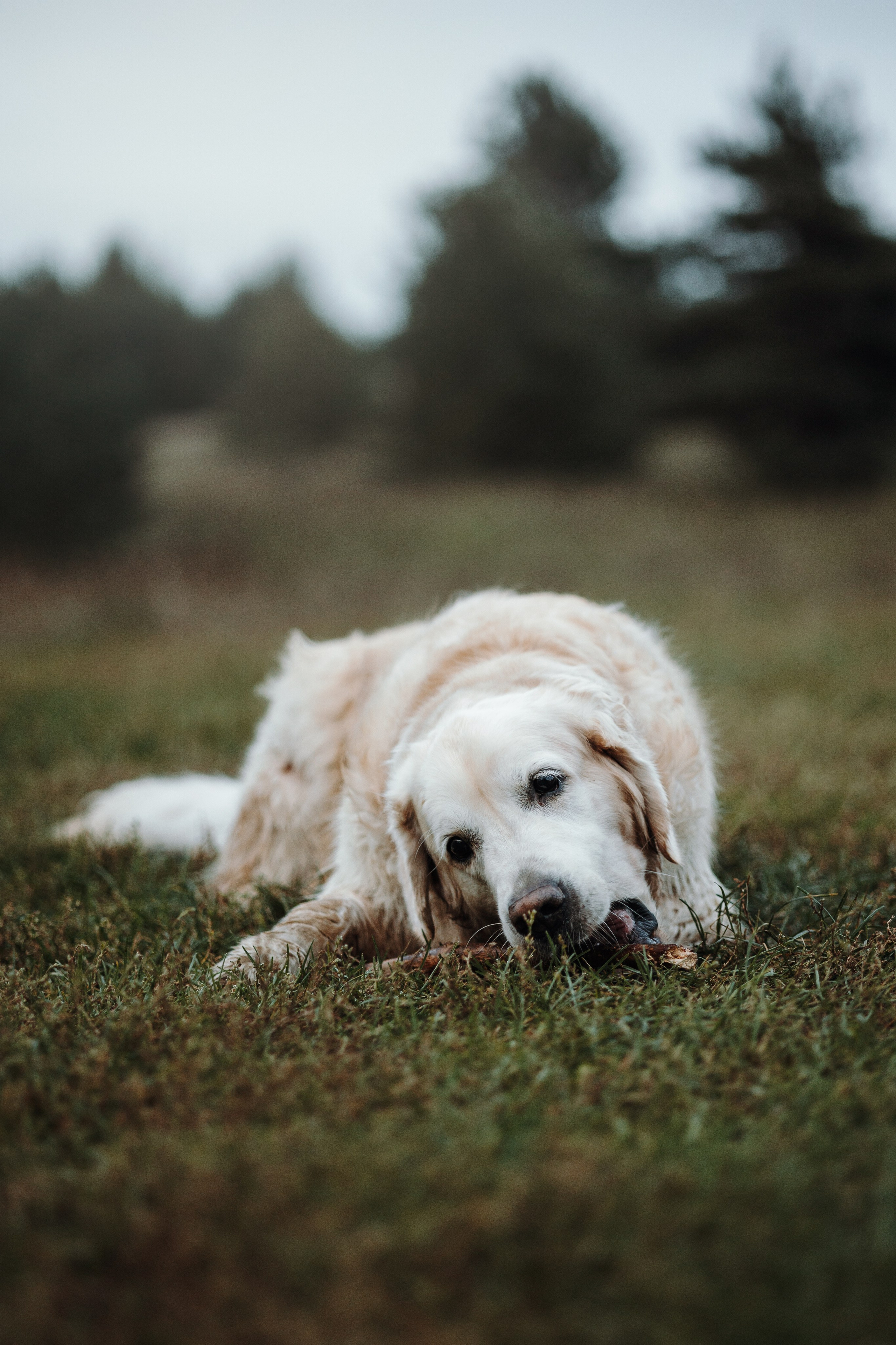 Света и Том. Фотограф — Анималист | Санкт-Петербург
