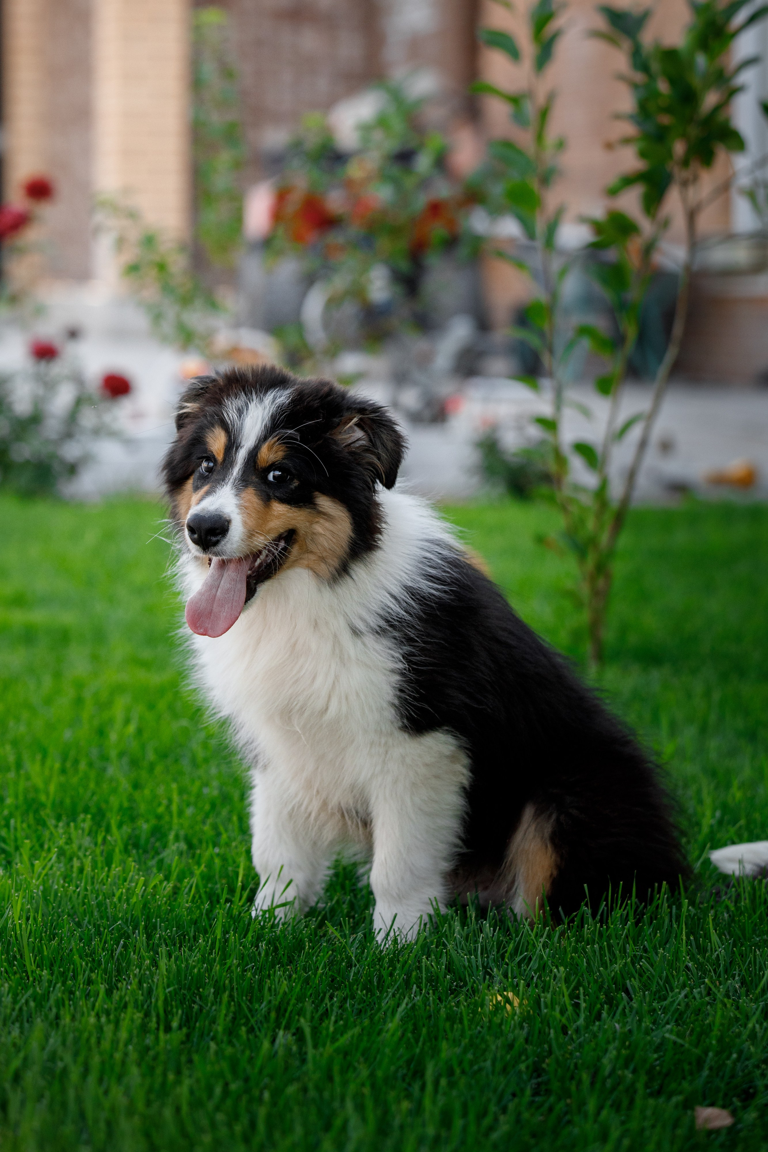 Смешарики. О нас