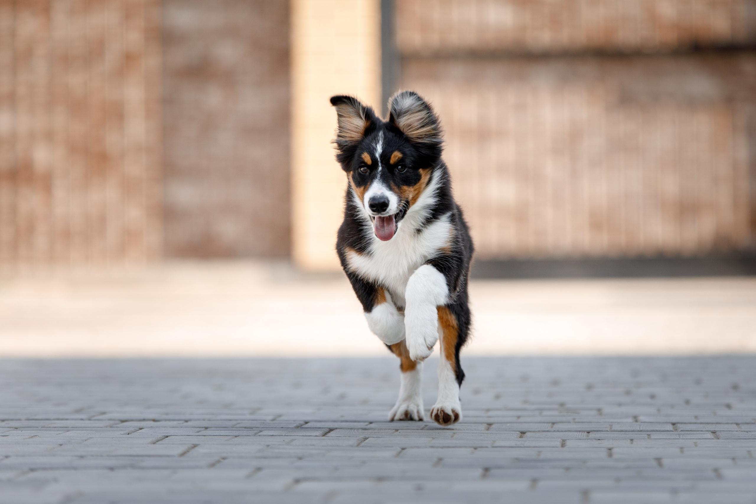 Смешарики. О нас