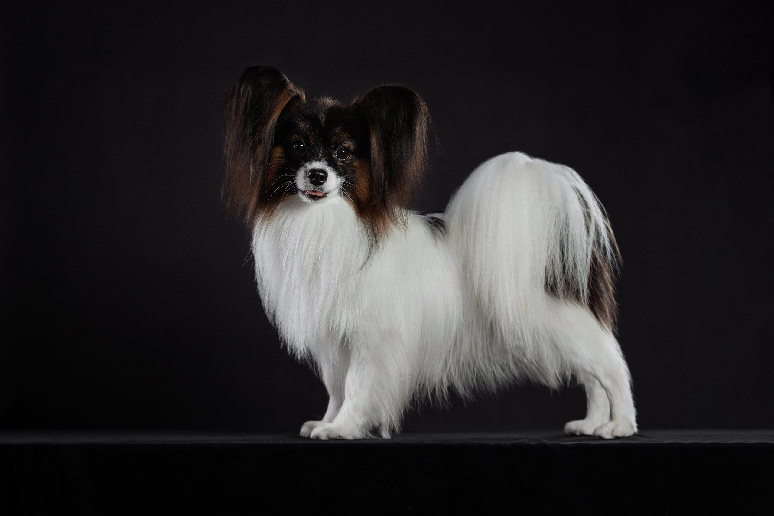 С цыпами. О нас