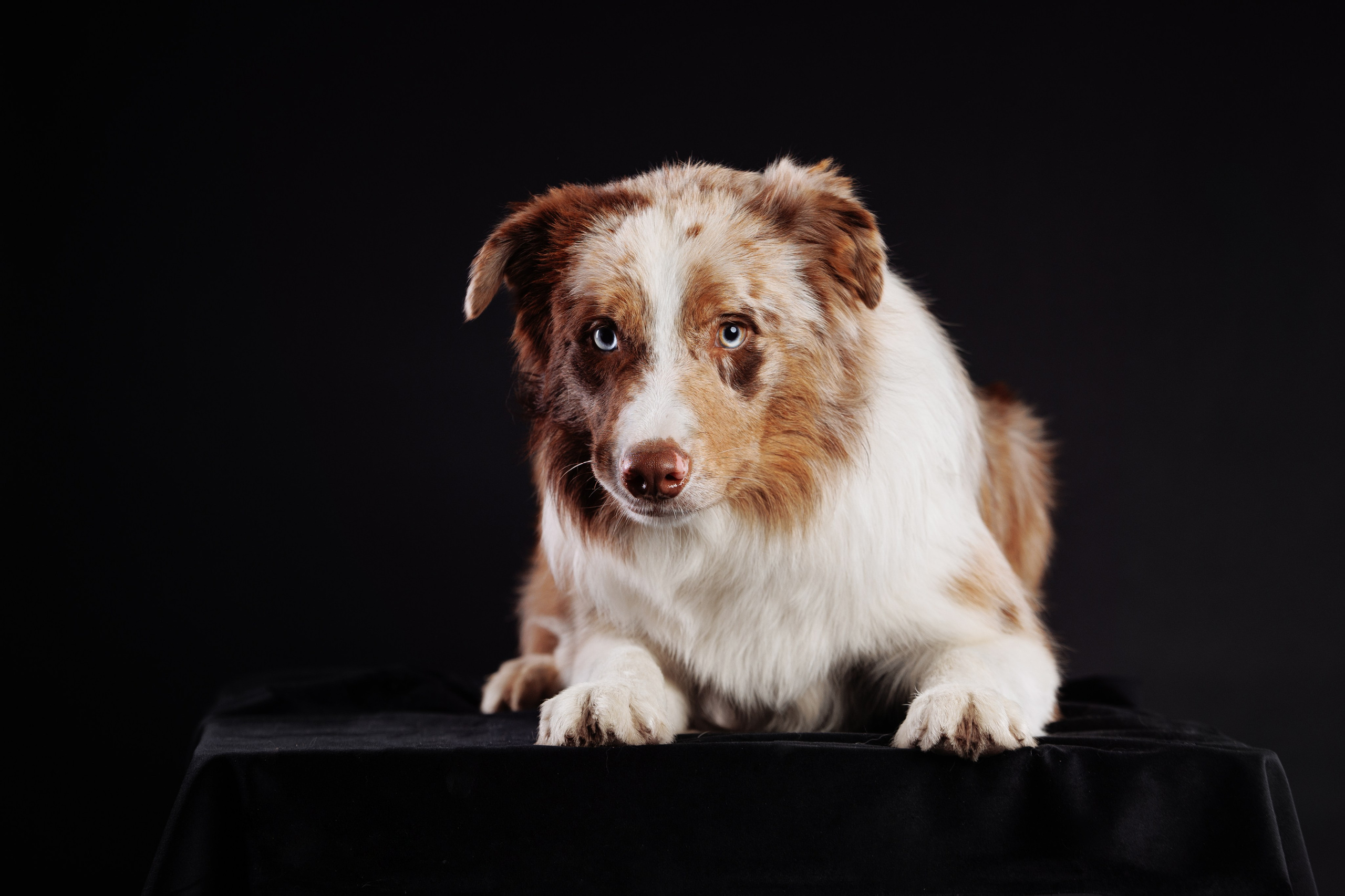 С цыпами. О нас