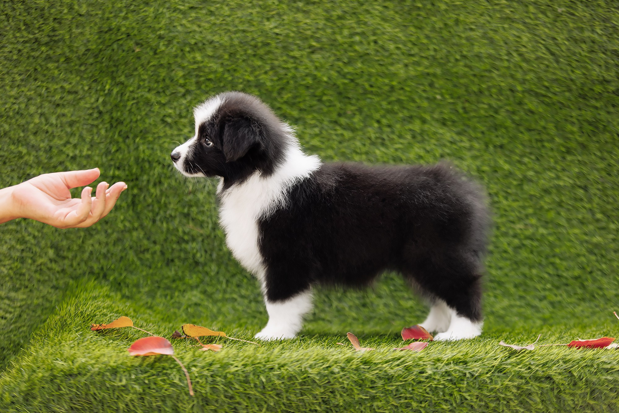 Новый лист. О нас