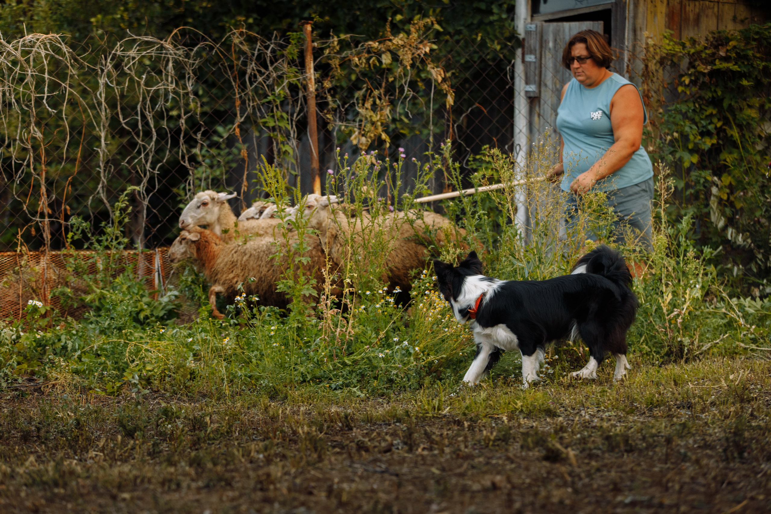 Овечий день. О нас