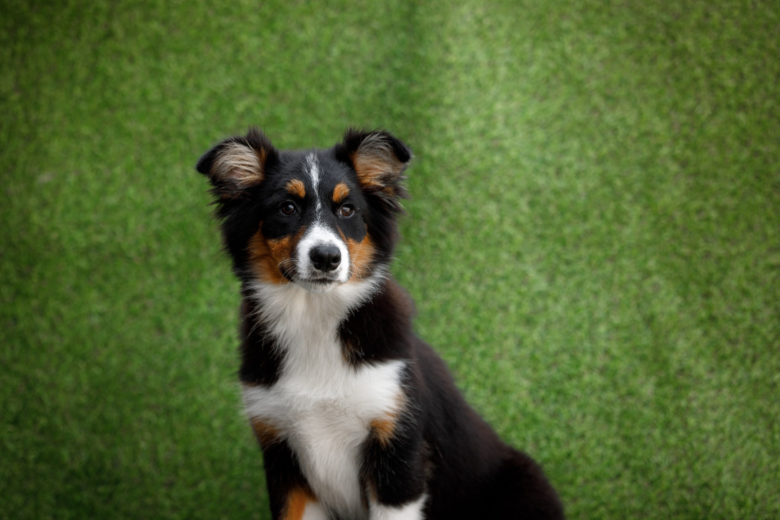 Смешарики. О нас