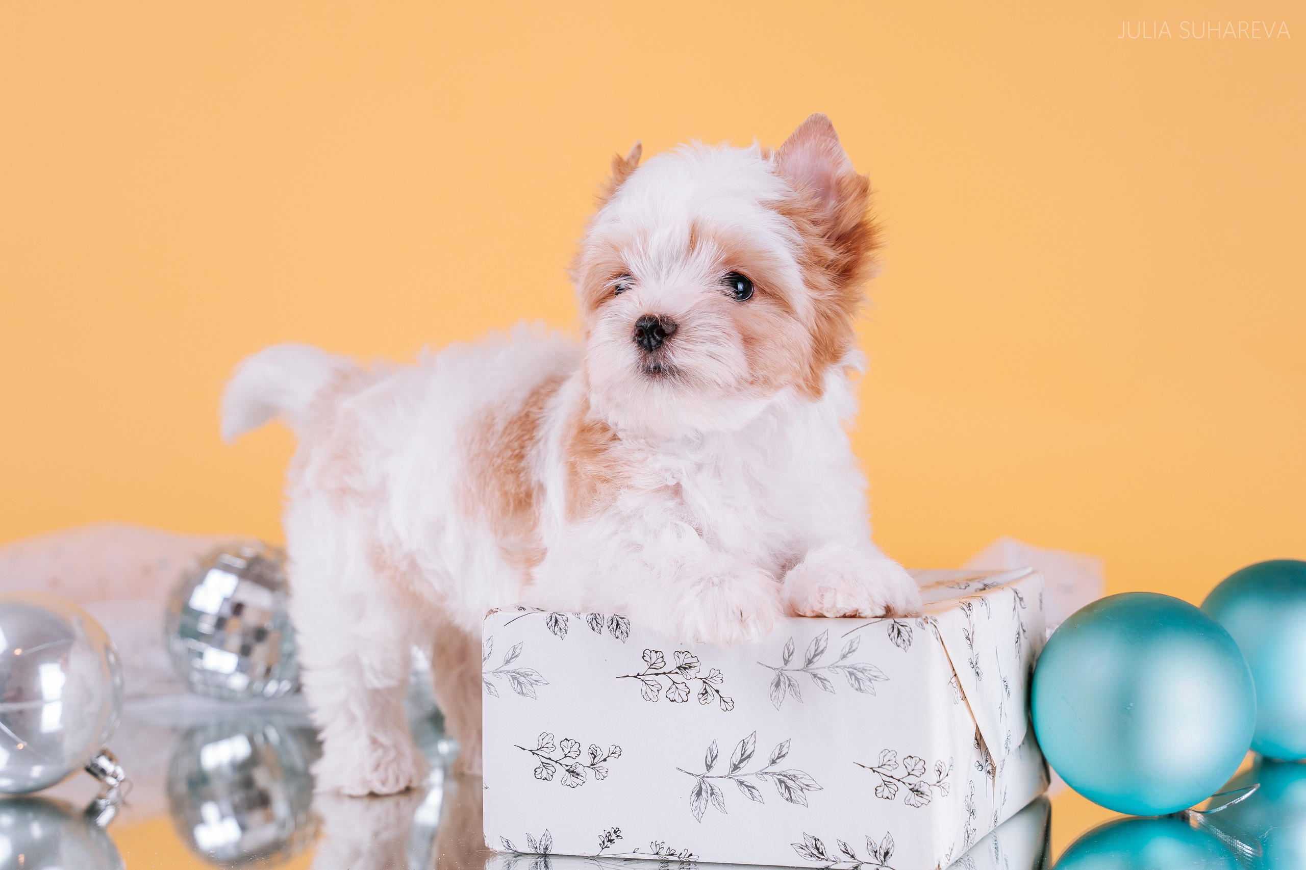 Йоркширский терьер (домашняя съемка). Главная