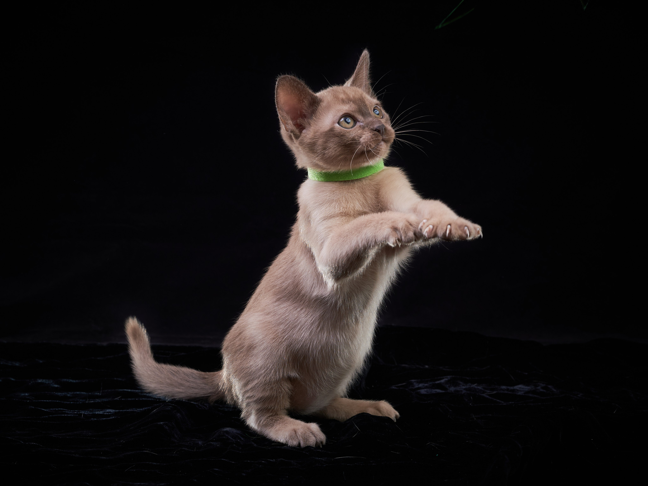 Анималистика. Выездные съемки. Фотограф людей и животных в Санкт-Петербурге Марина Бурмистрова