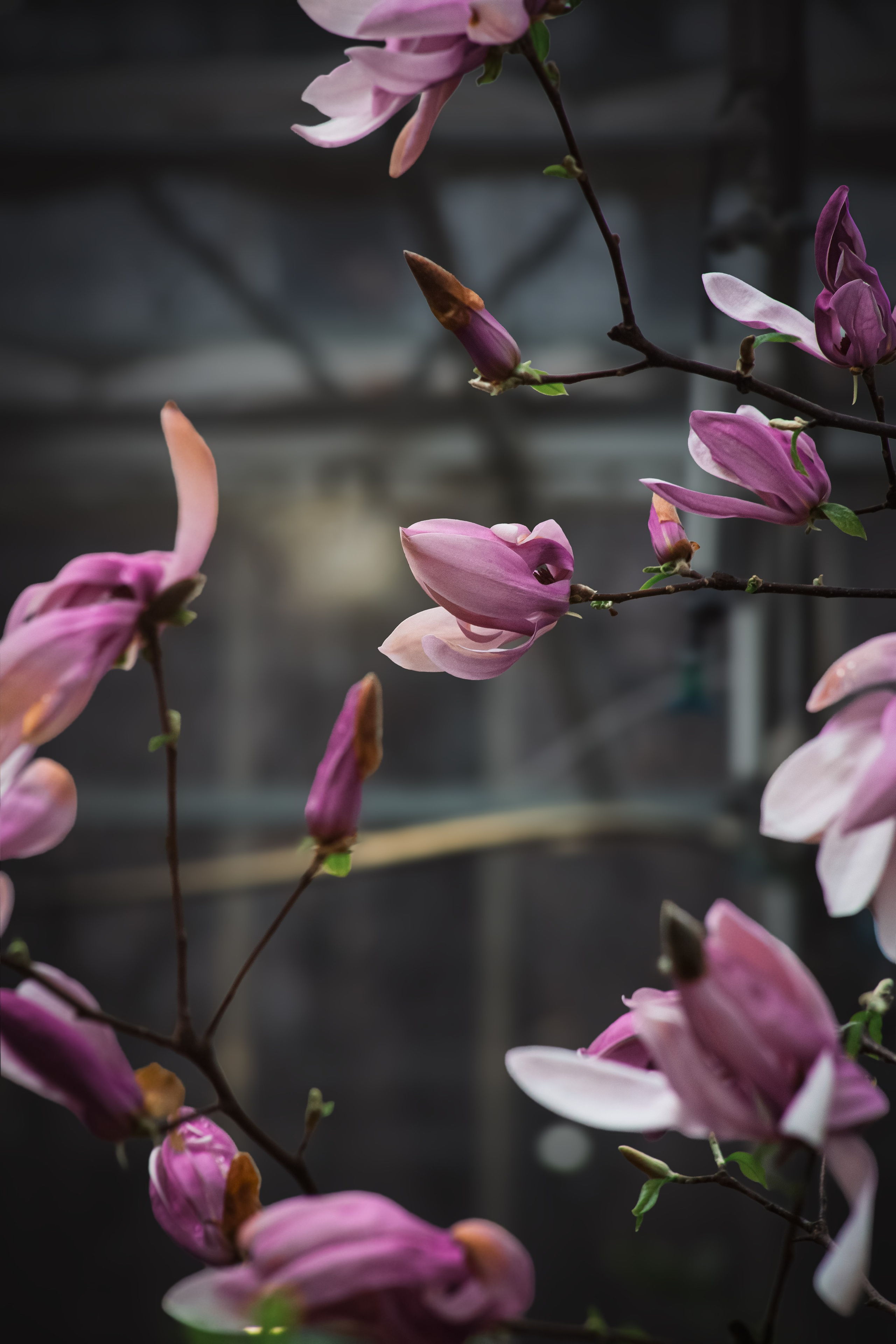 Персидский сад. Dmitriy [KCCC] is a pretty cool photographer