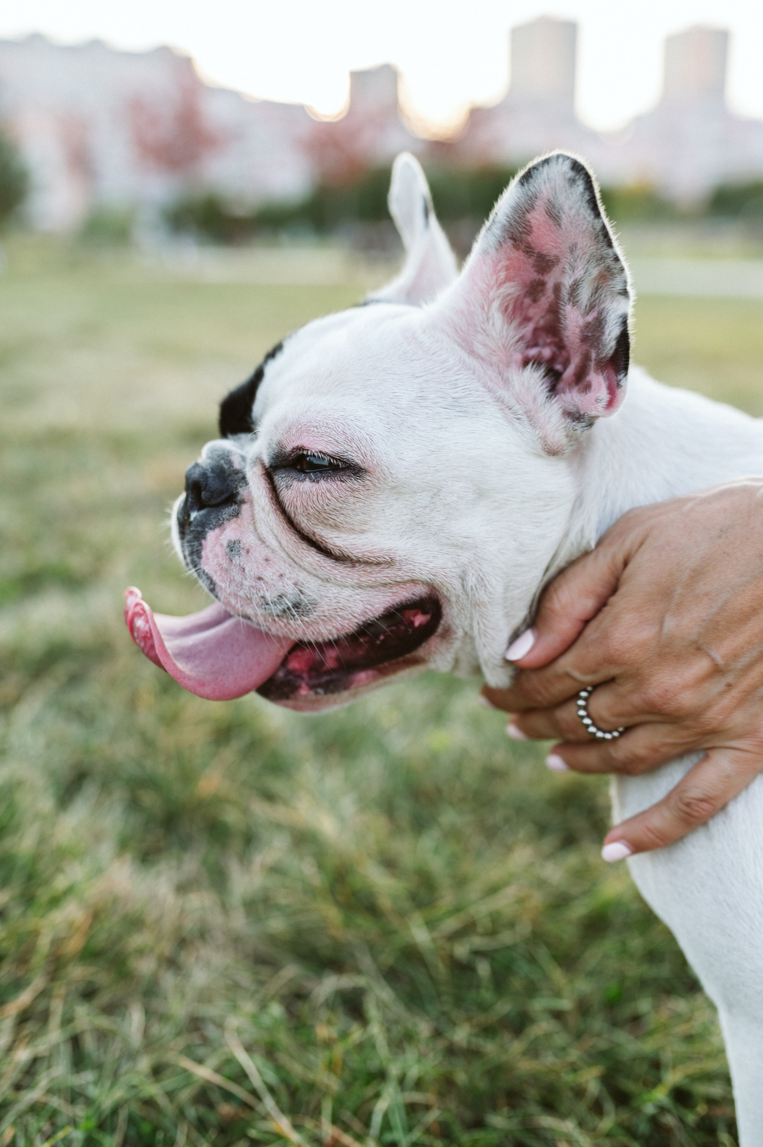 Инна и Белль. Фотограф анималист в Москве Ольга Агушева