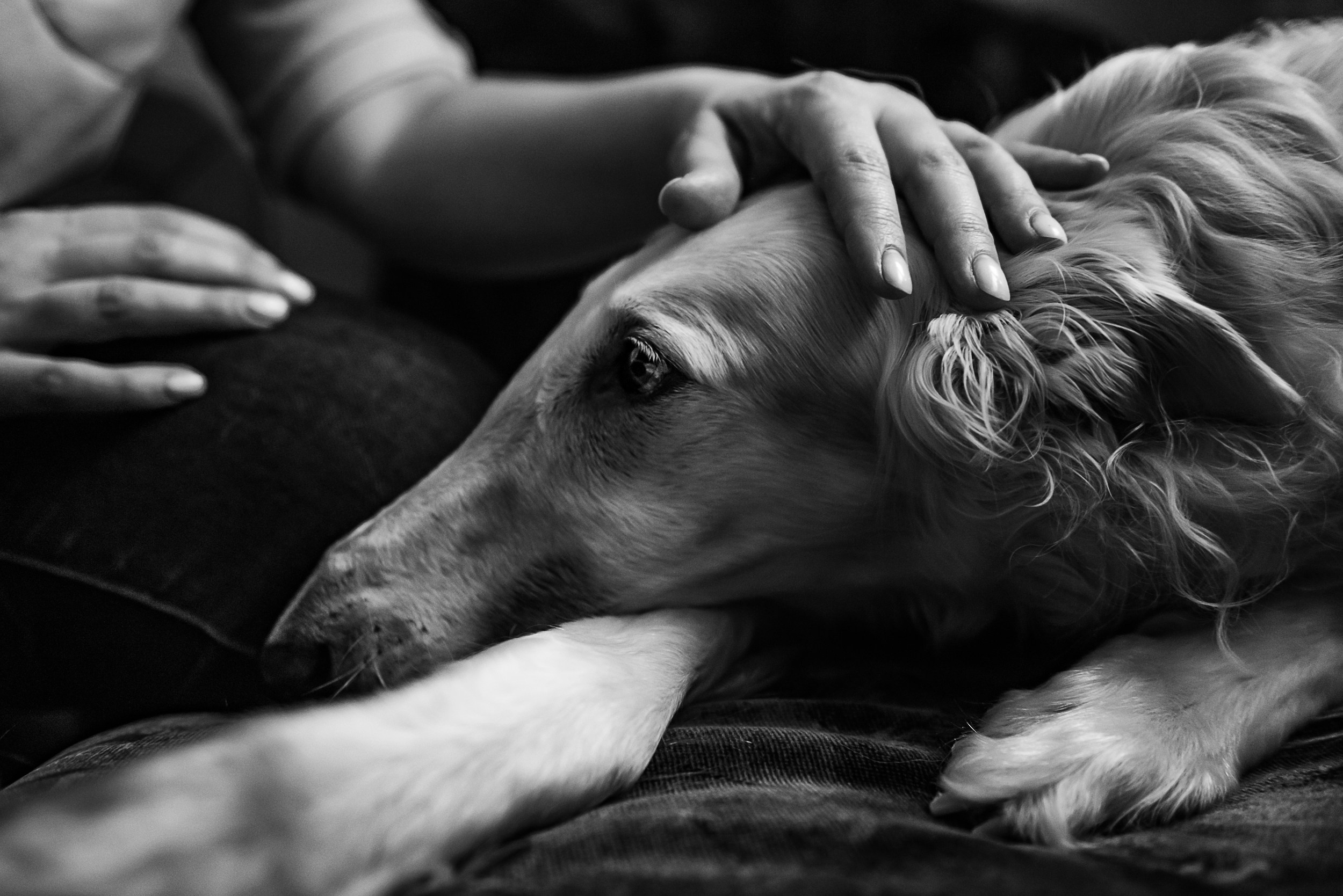 Квартира с картинами. Алиса, Андрей и их пушистая семья. Семейный Фотограф в Москве Ирина Хохлова