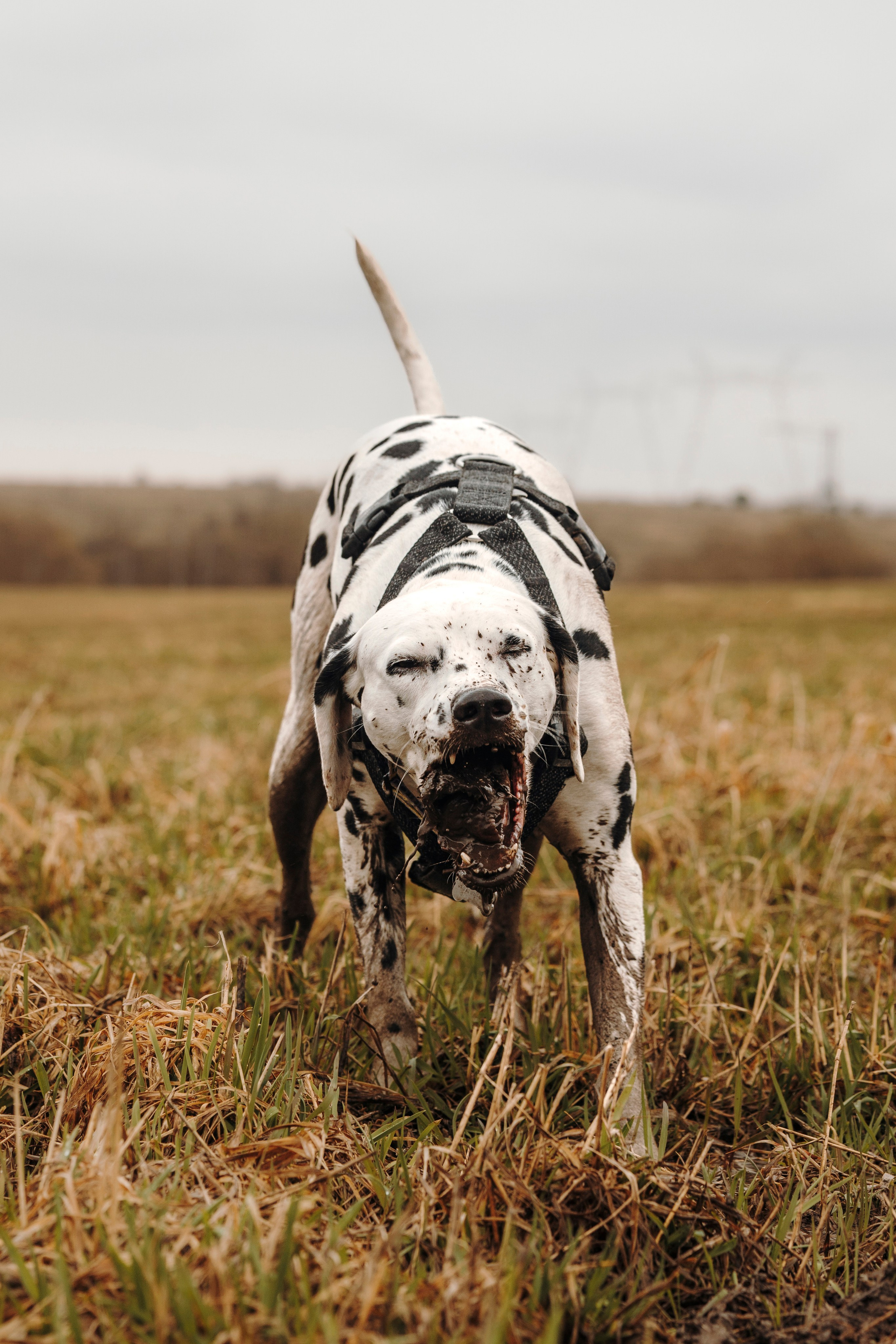 Смена в «DogCamp». Анастасия Белаш