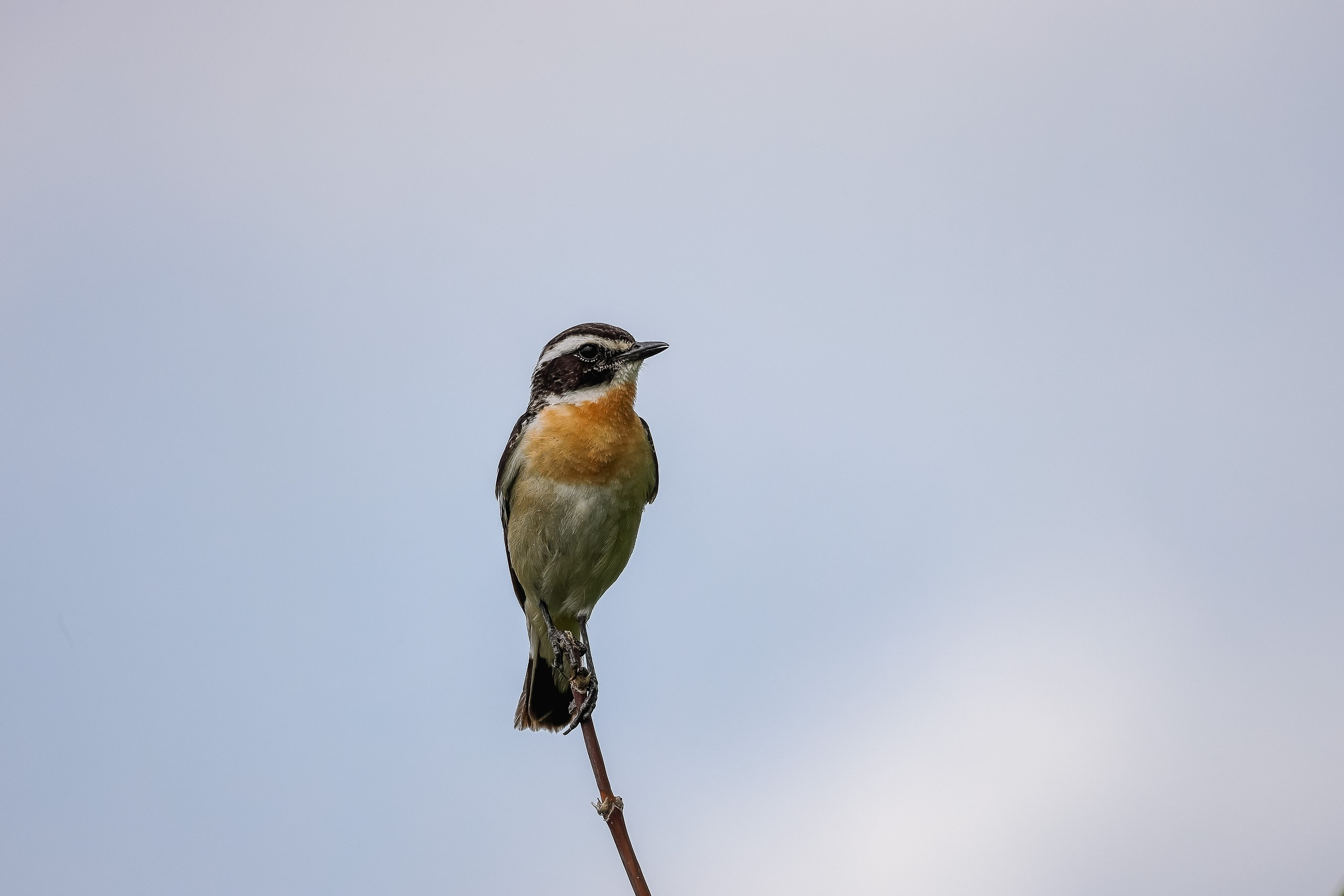 Луговой чекан птица открытого пространства