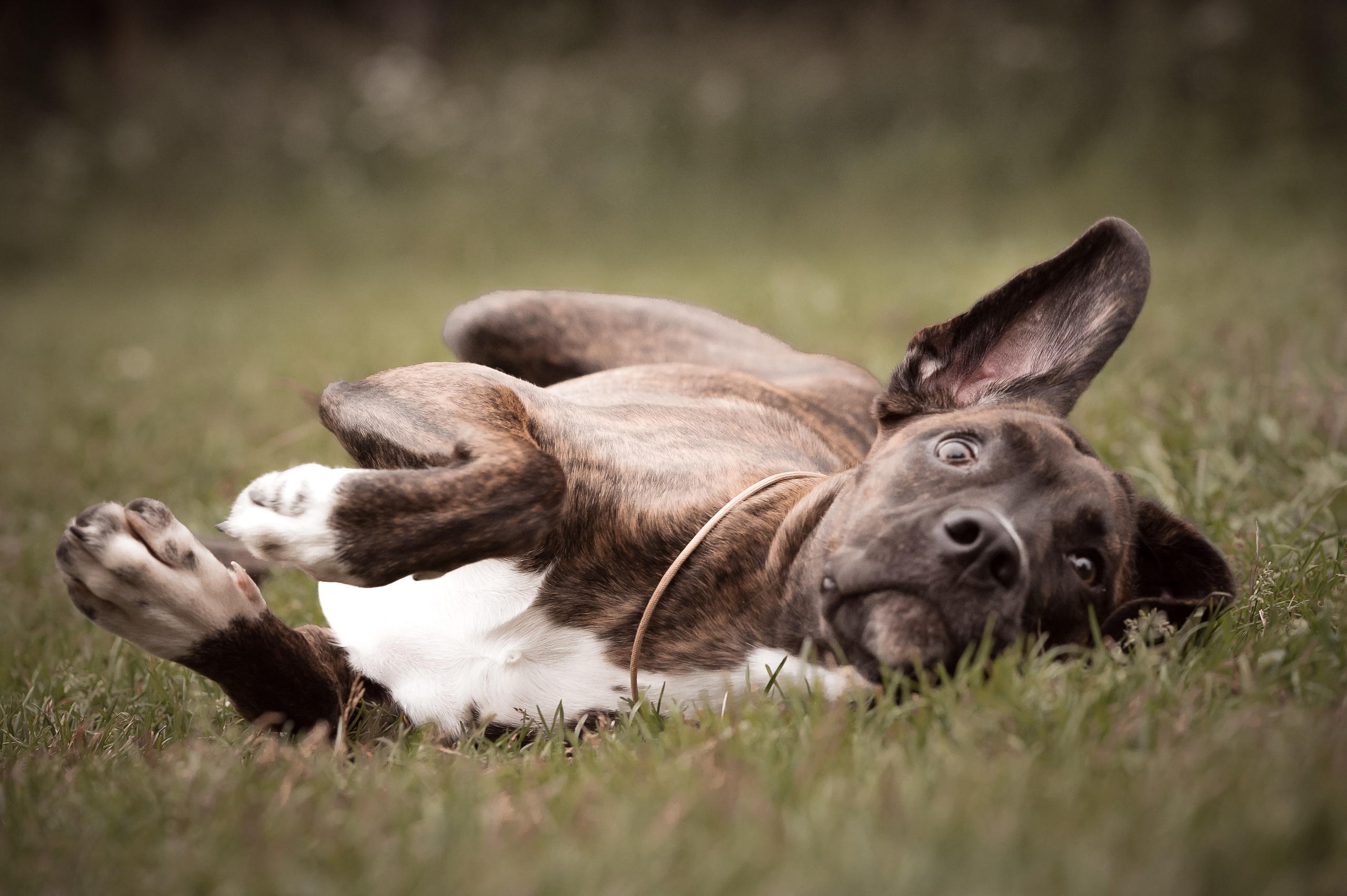 Собаки. Фотограф-анималист в Санкт-Петербурге Анастасия Иванова