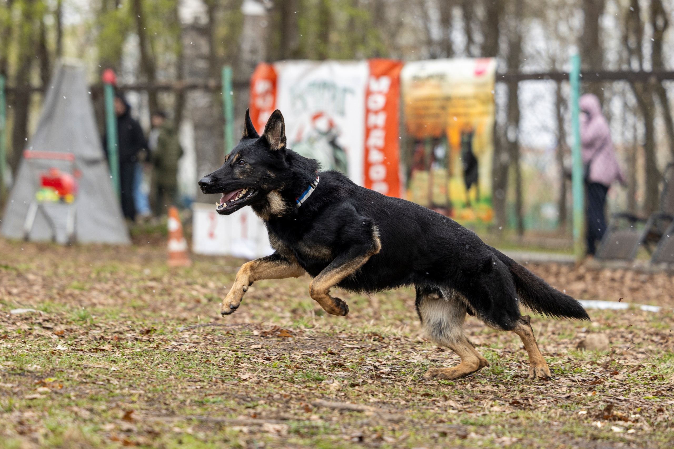 Квалификационные состязания по мондьорингу г. Вологда 11.05.24. Фотограф-анималист Анна Маринич