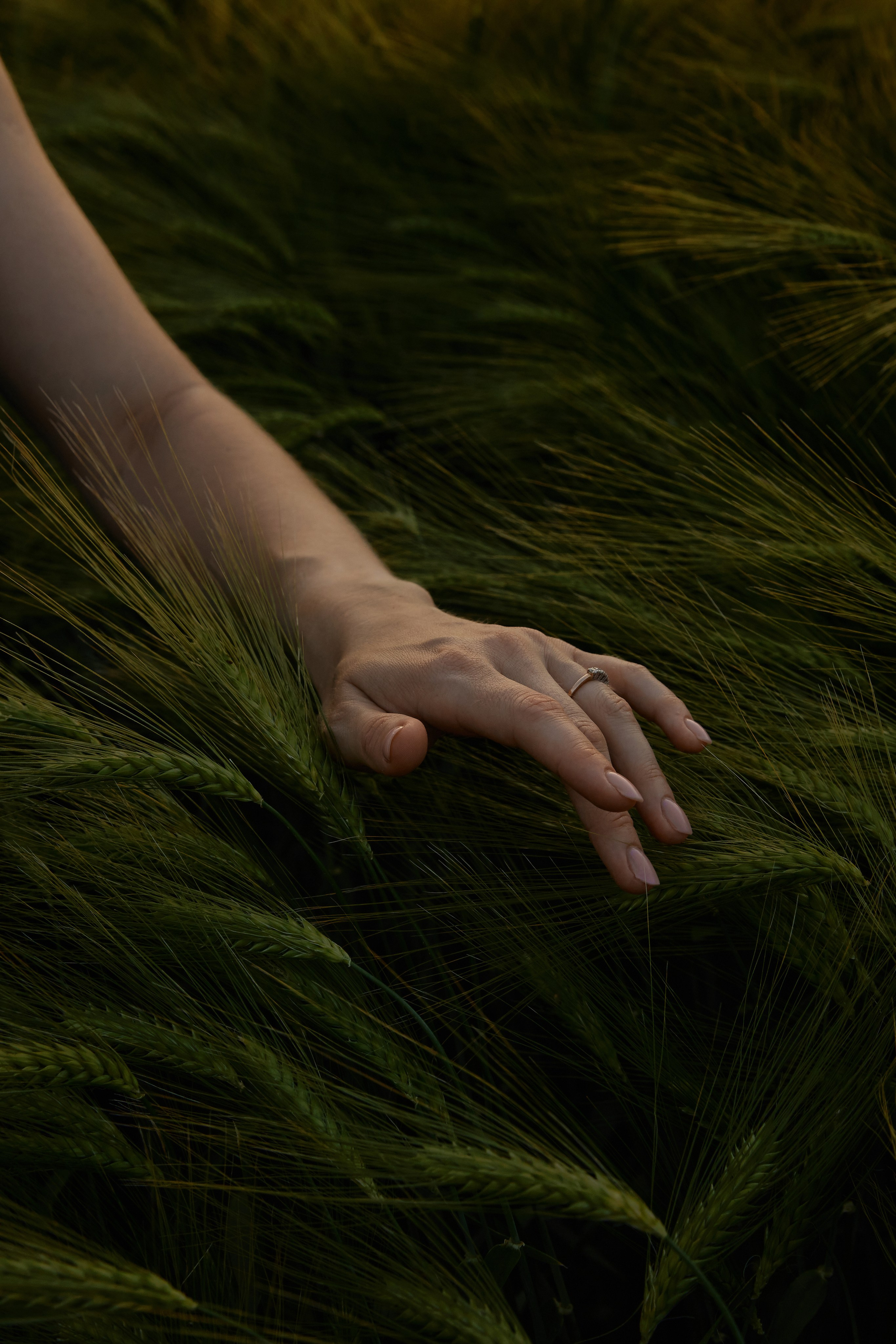 Индивидуальная фотосессия в ржаном поле летом