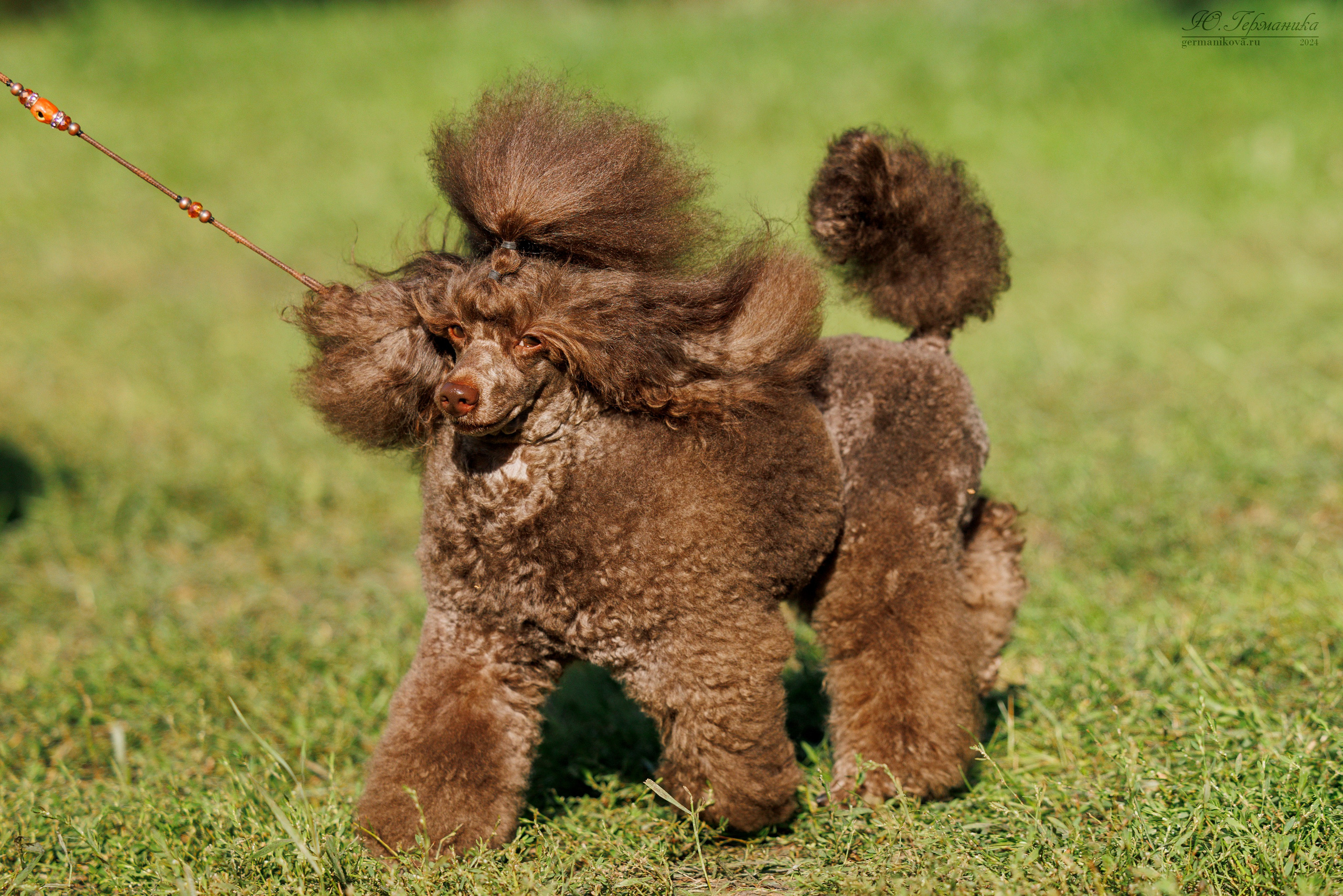 Астана 2хCACIB 17-18.08.2024. Фотограф-анималист Юлия Германика
