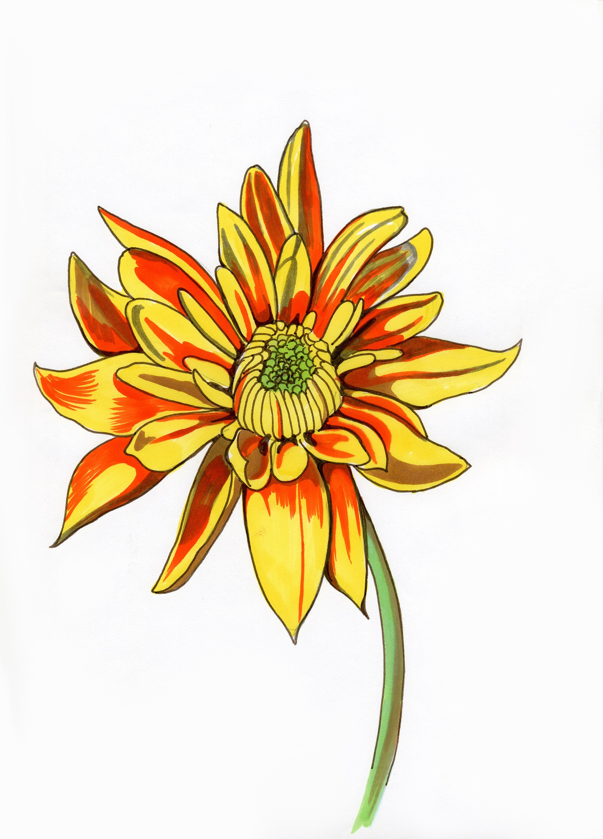 Хризантема