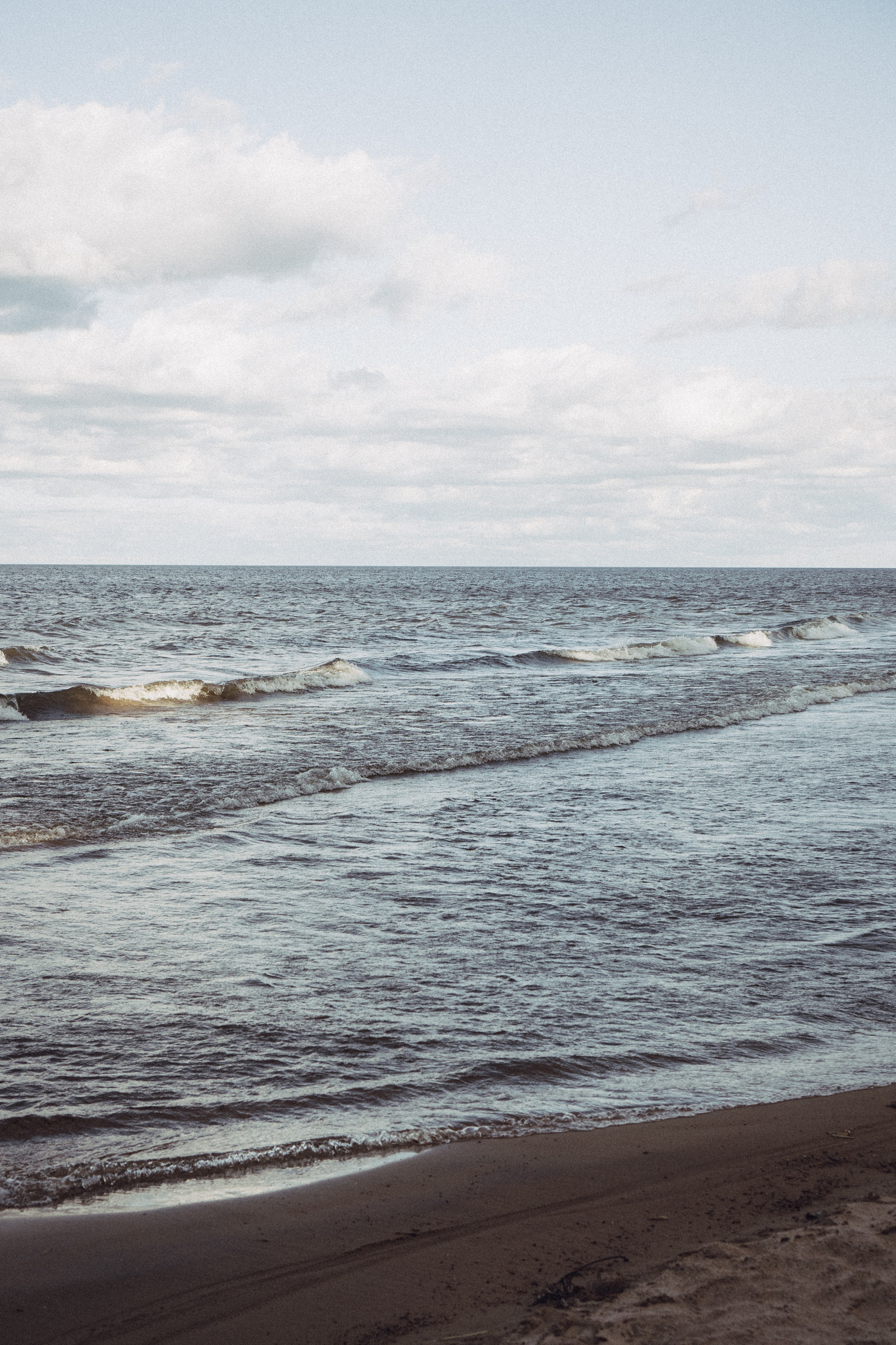Розы. Профессиональный фотограф, Санкт-Петербург — Виктория Богомолова
