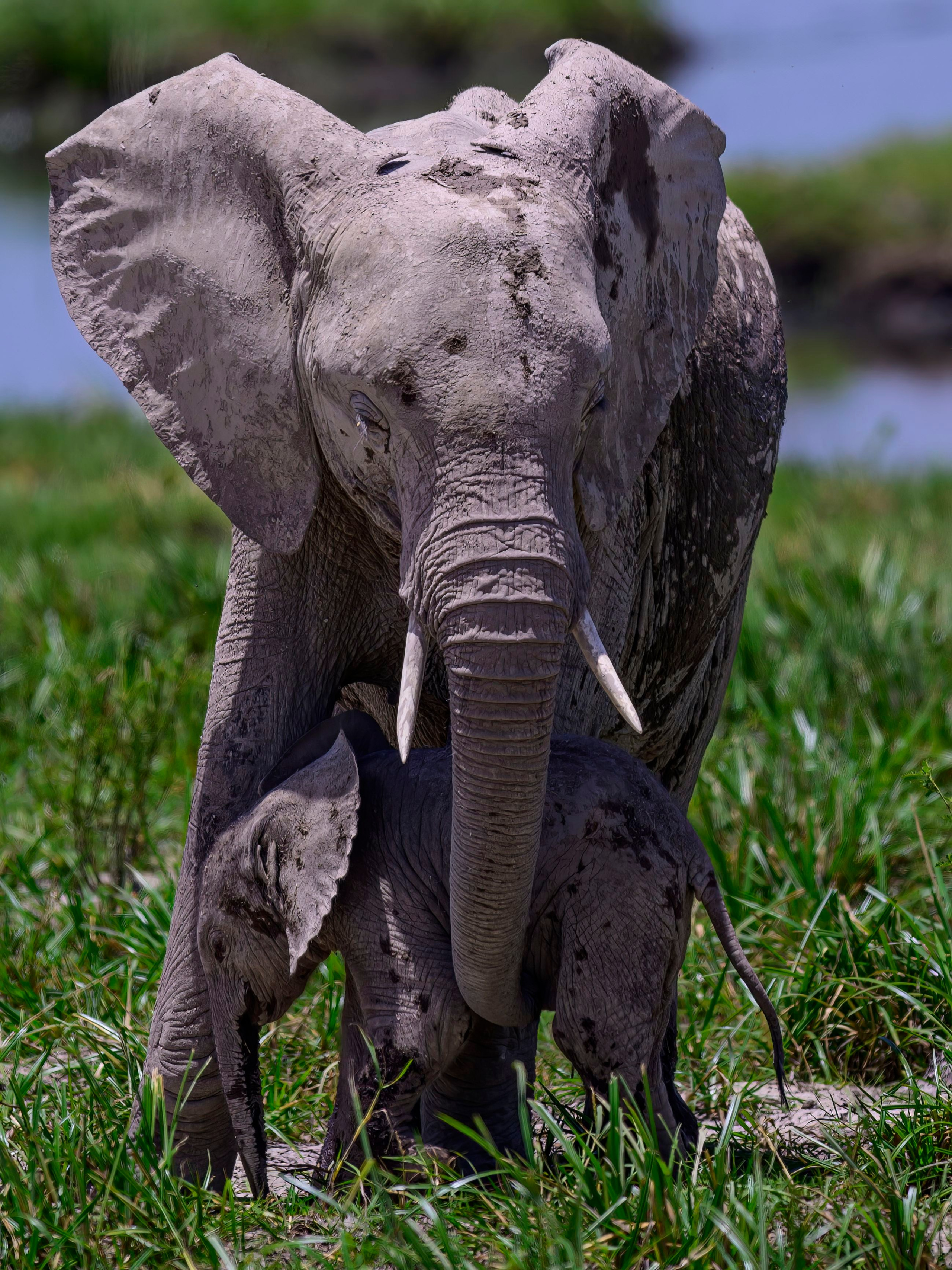 Кения. Wildlife photography by Sergey Puponin