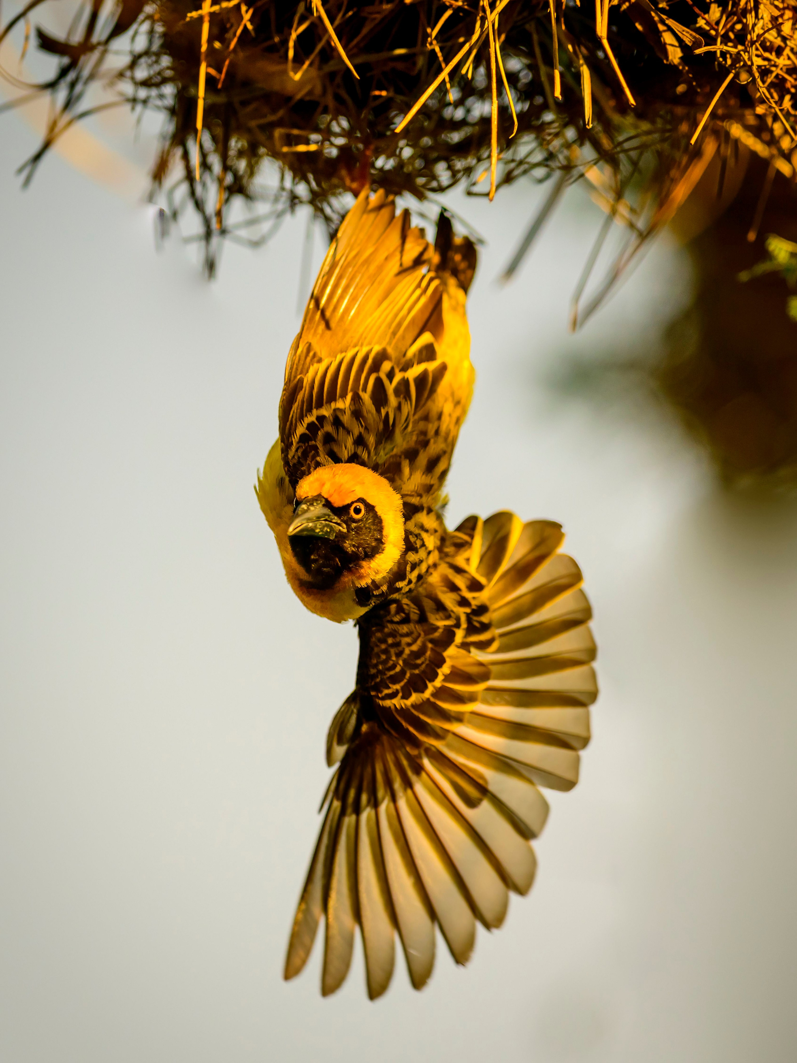 Кения. Wildlife photography by Sergey Puponin