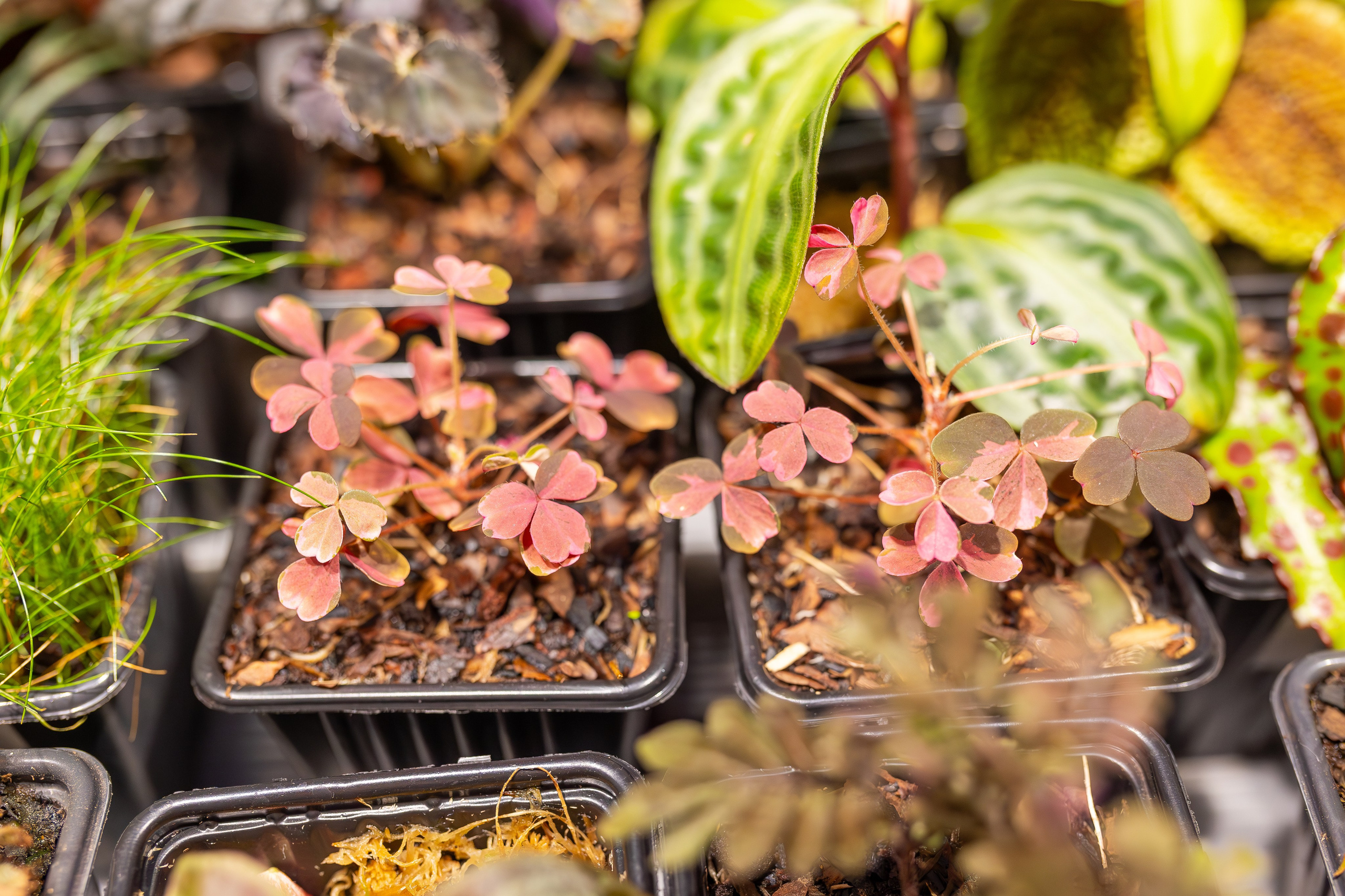 Монстериум апрель 2026. Александра Куликова фотограф, Москва