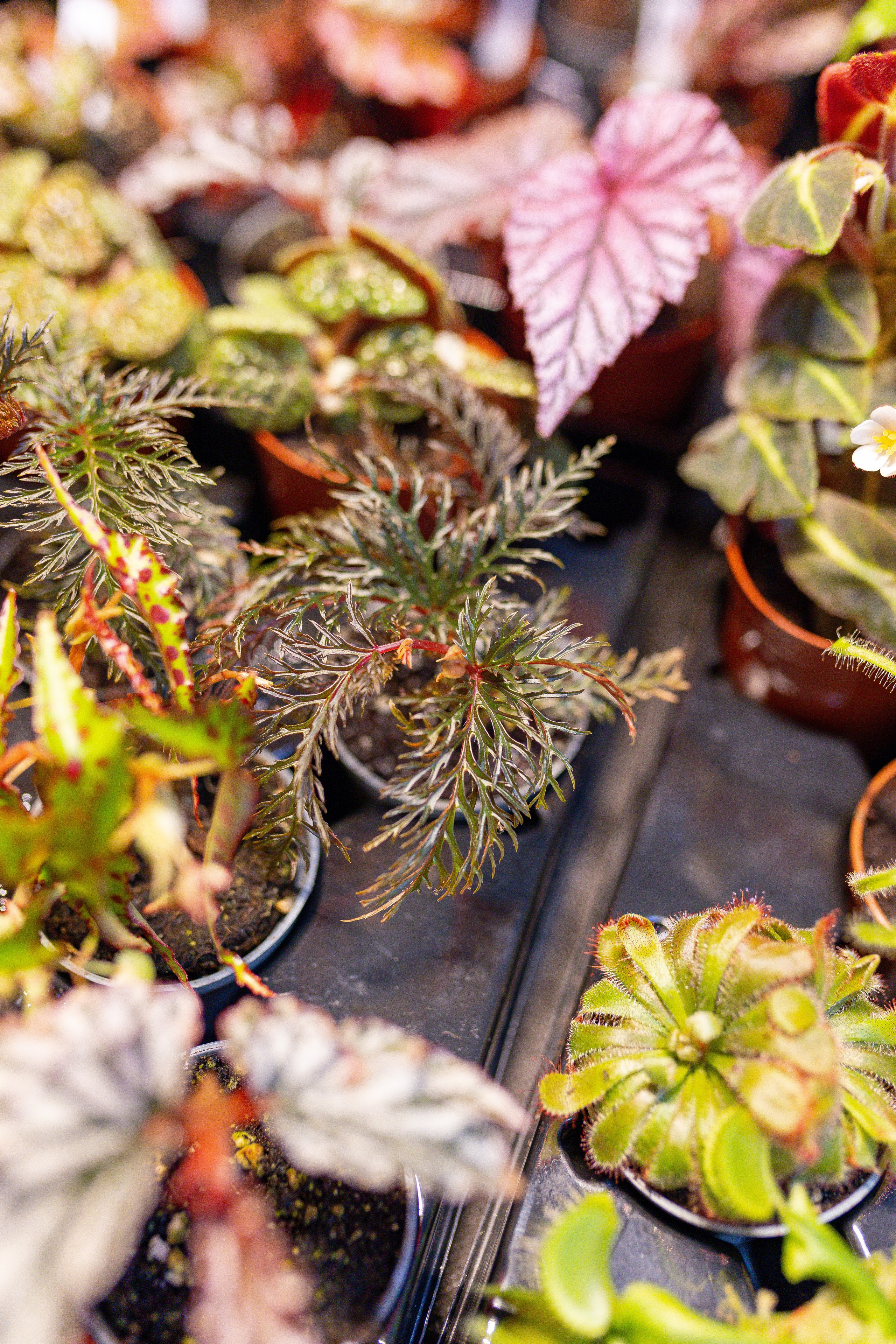 Орхидиум 12.2025. Александра Куликова фотограф, Москва