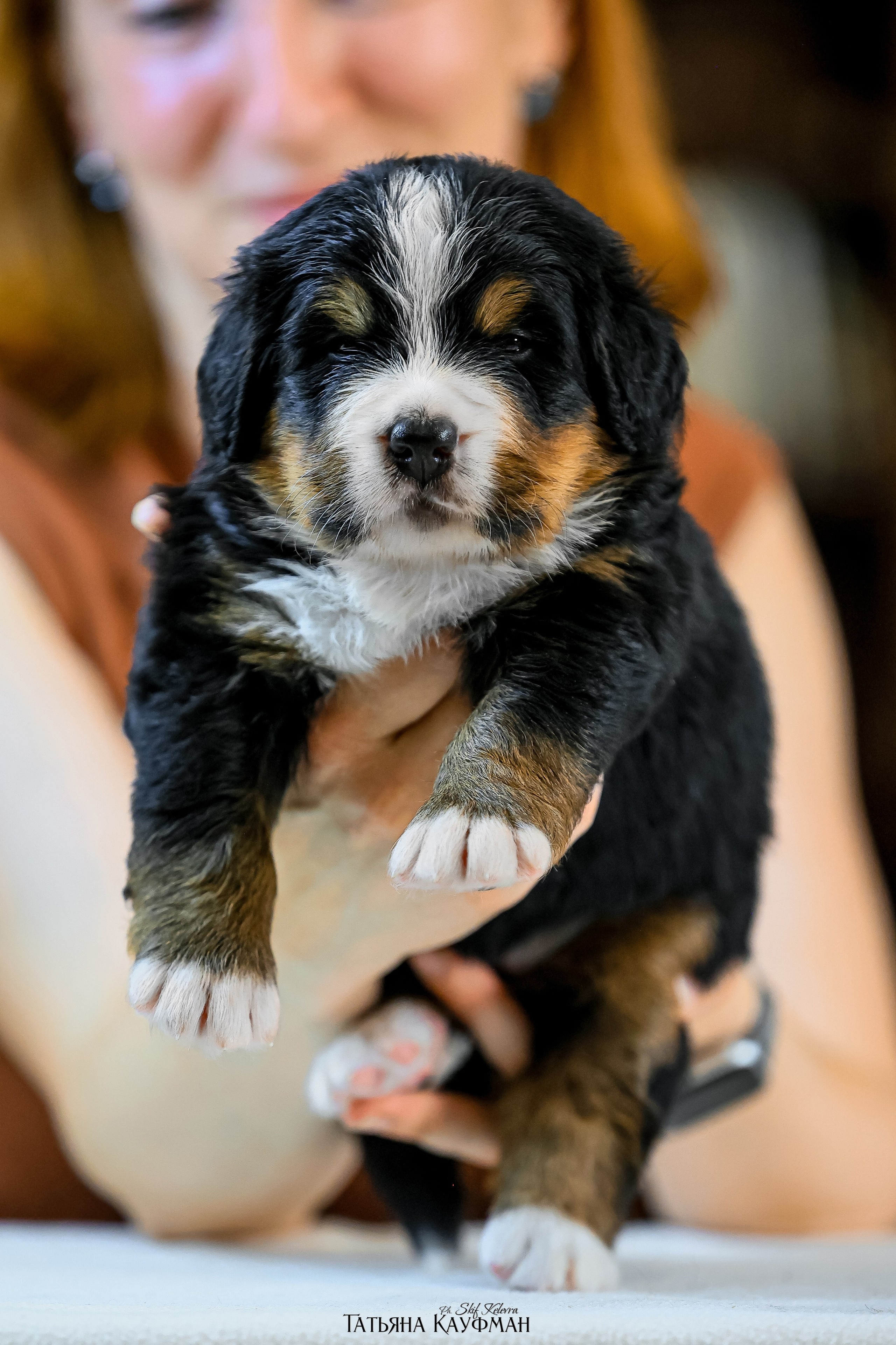 Бернские зенненхуды. Фотограф Анималист из Новосибирска Татьяна Кауфман