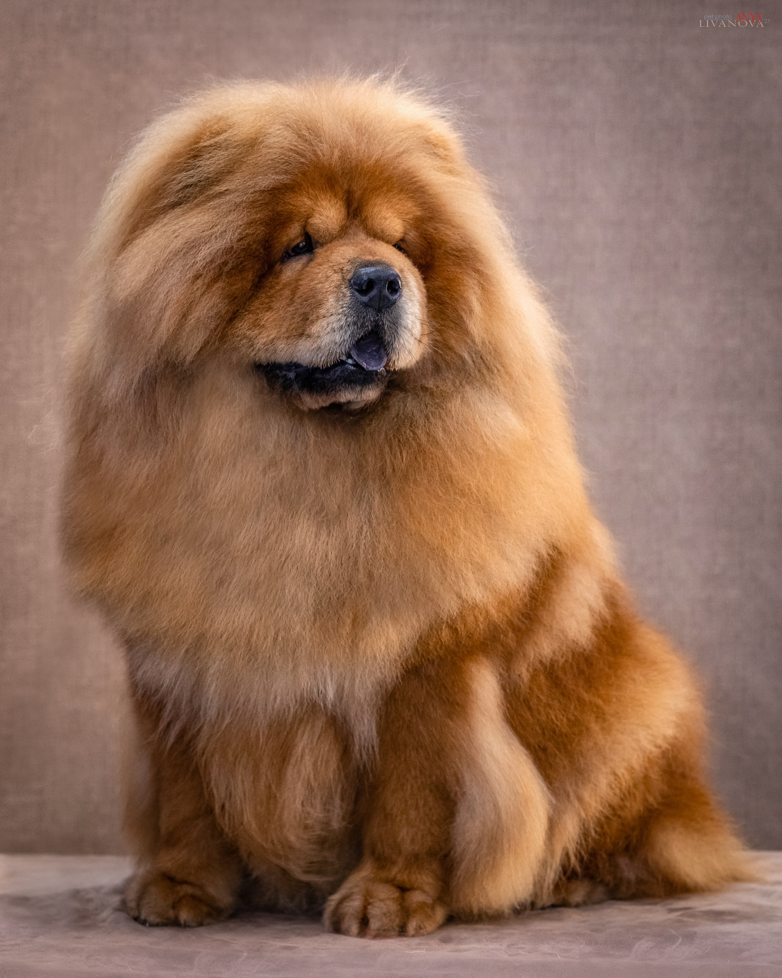 Дарик. Фотограф анималист Аня Ливанова | Рыбинск