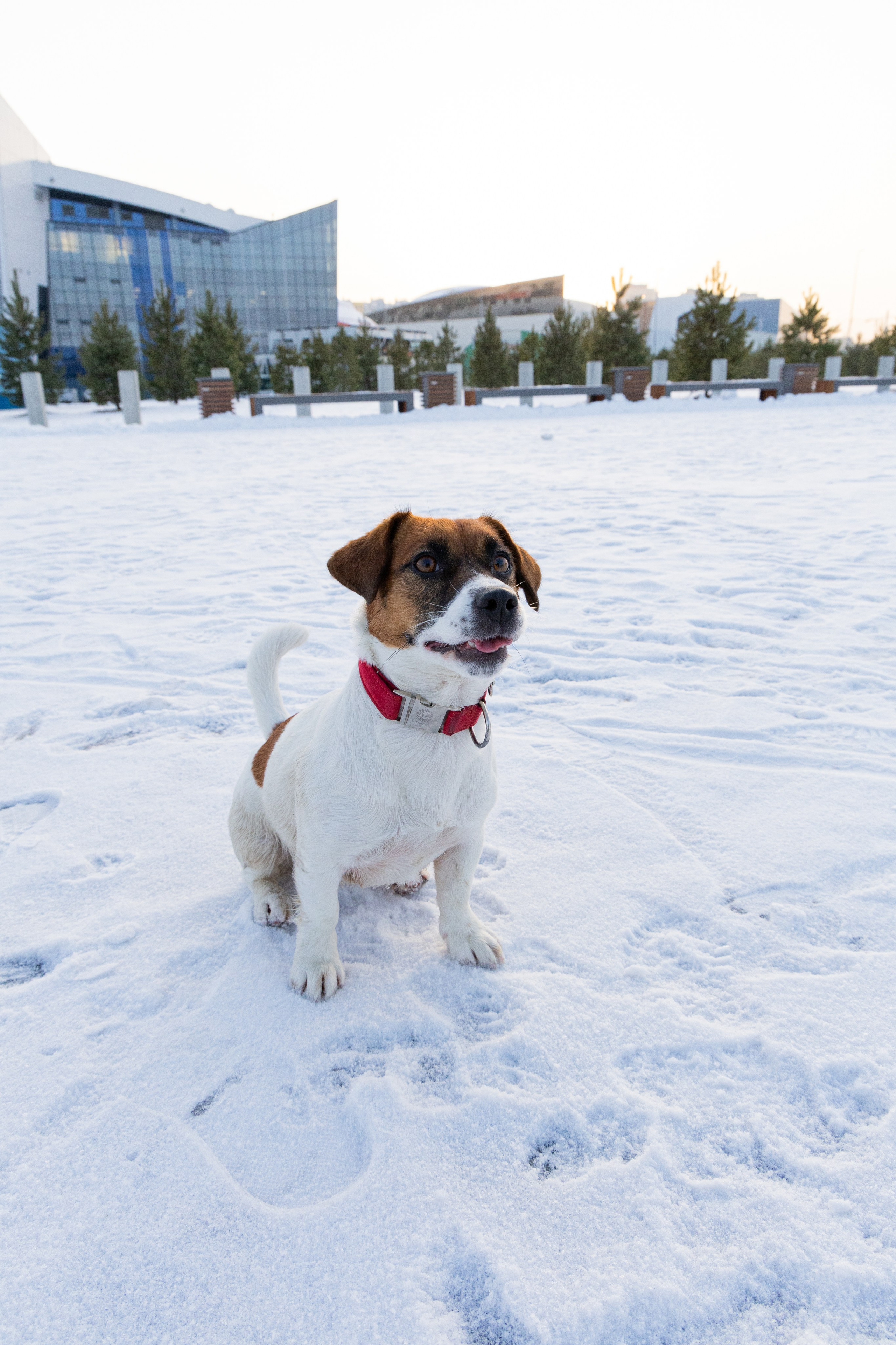Фотосъёмка животных. Профессиональная коммерческая, промышленная и репортажная фотосъёмка для бизнеса