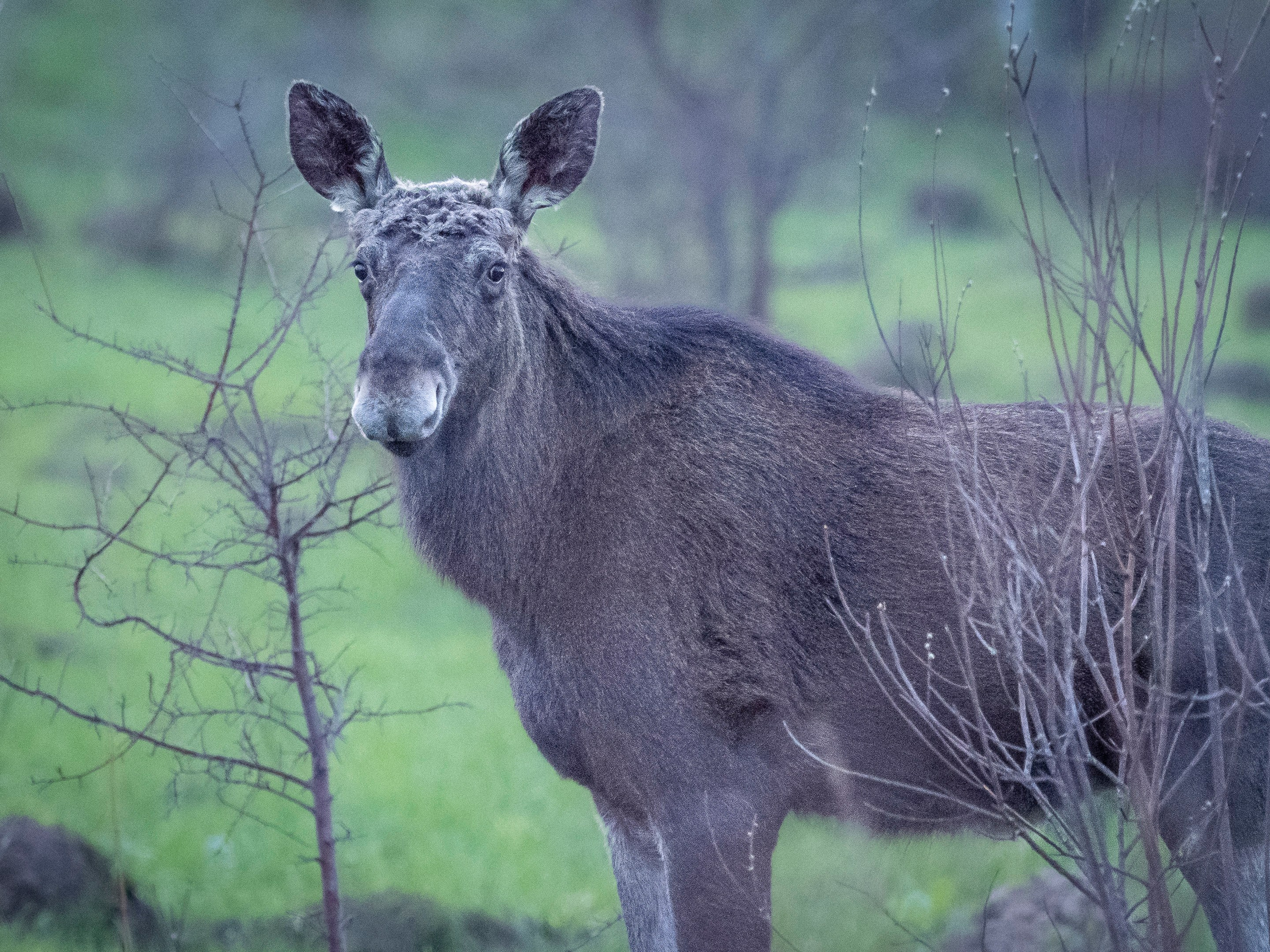 Фотоохота. Вижу