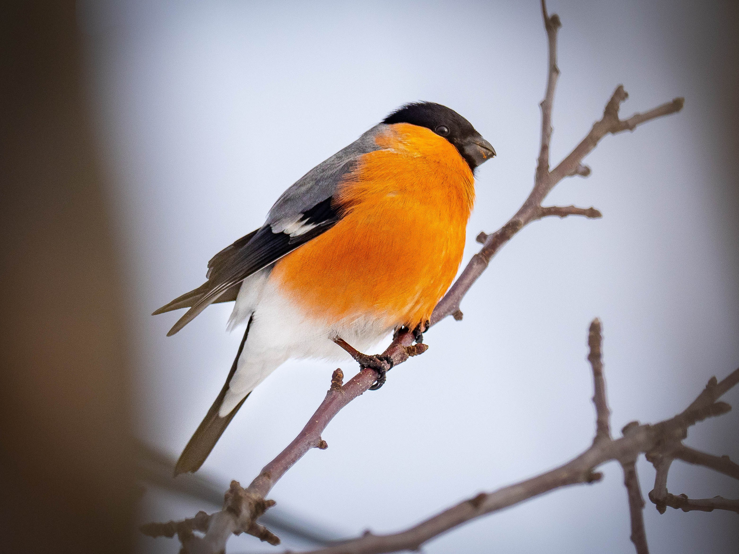 Фотоохота. Вижу