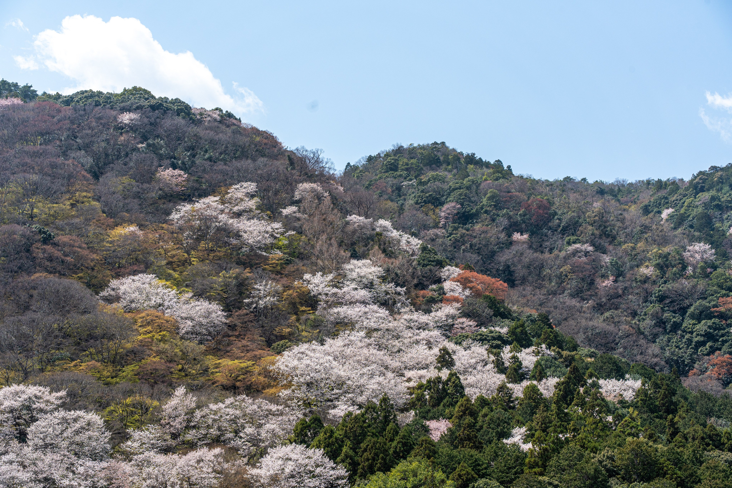 Япония, сакура. Творческие сьемки