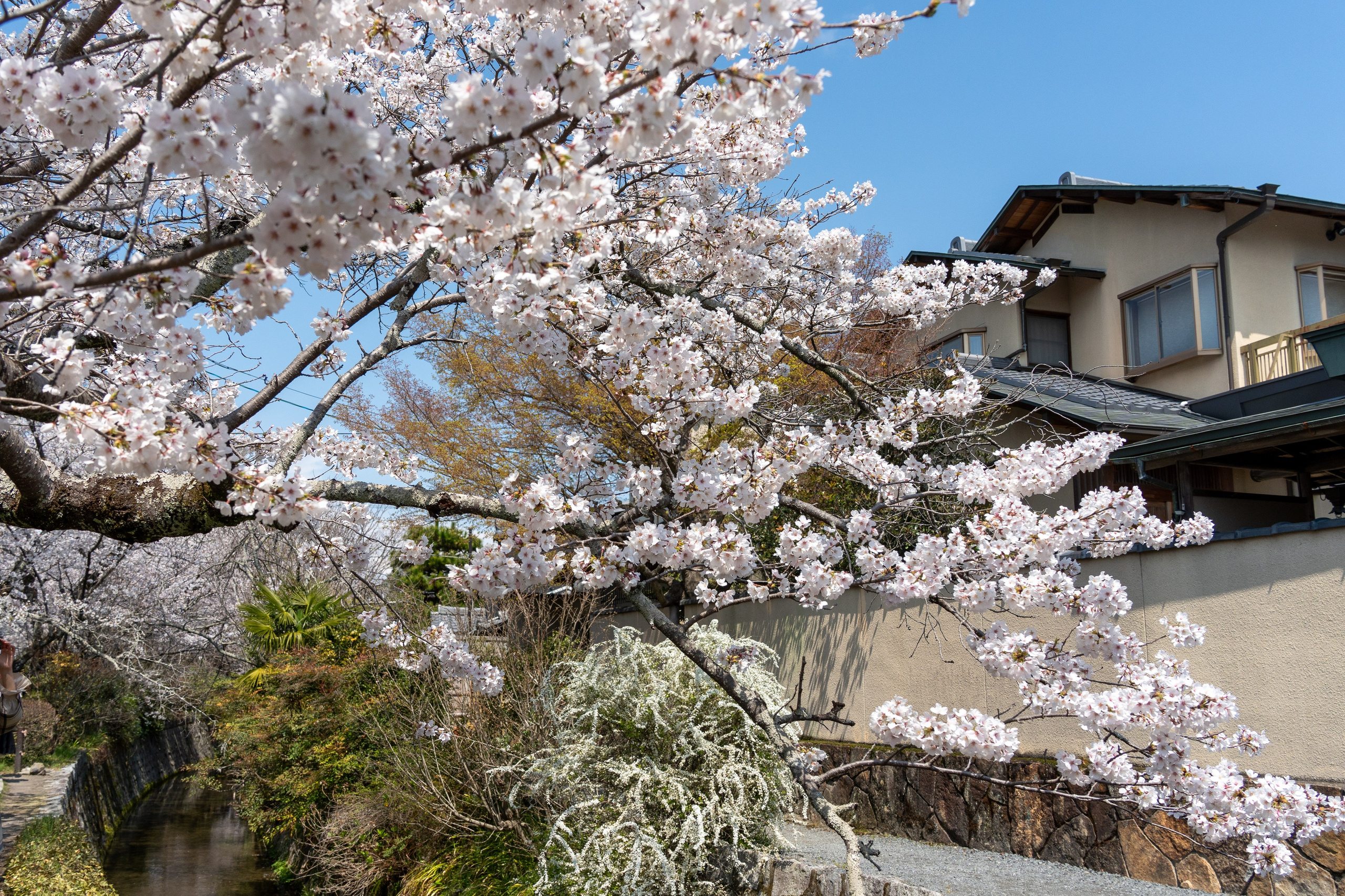 Япония, сакура. Творческие сьемки